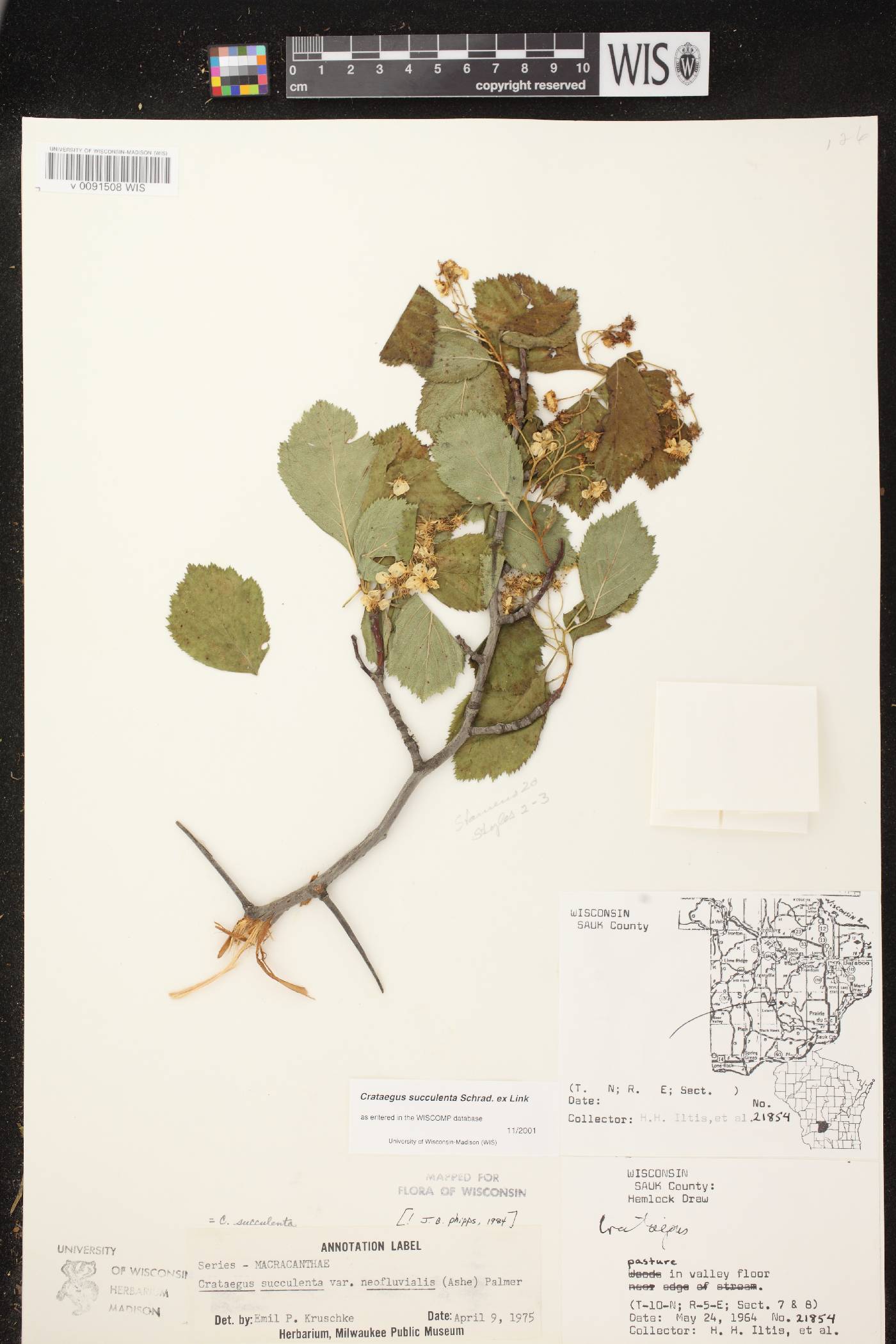 Crataegus succulenta image