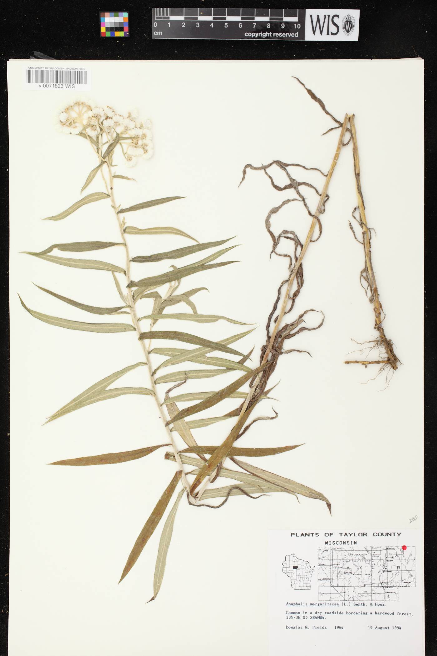 Anaphalis margaritacea image