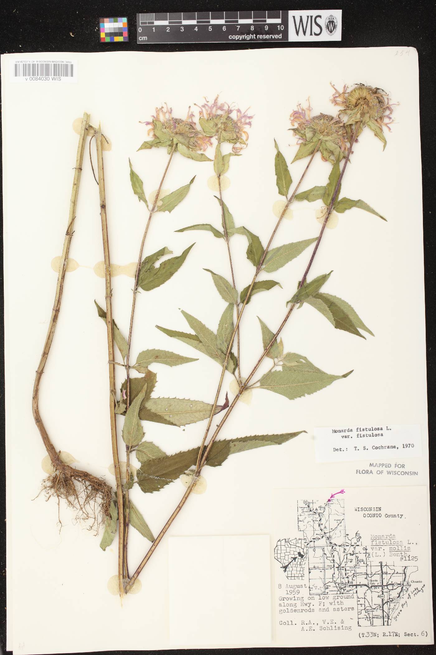 Monarda fistulosa image