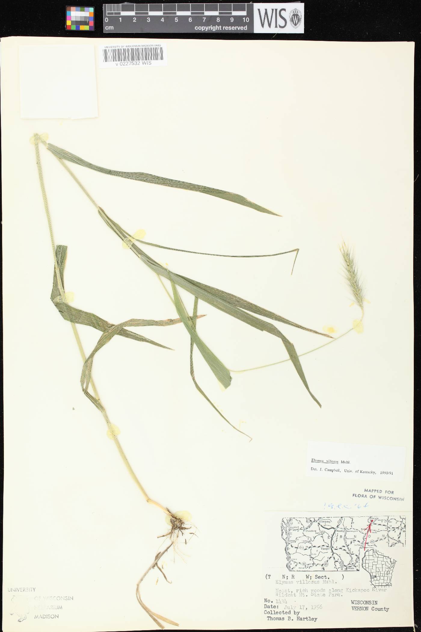 Elymus villosus var. villosus image