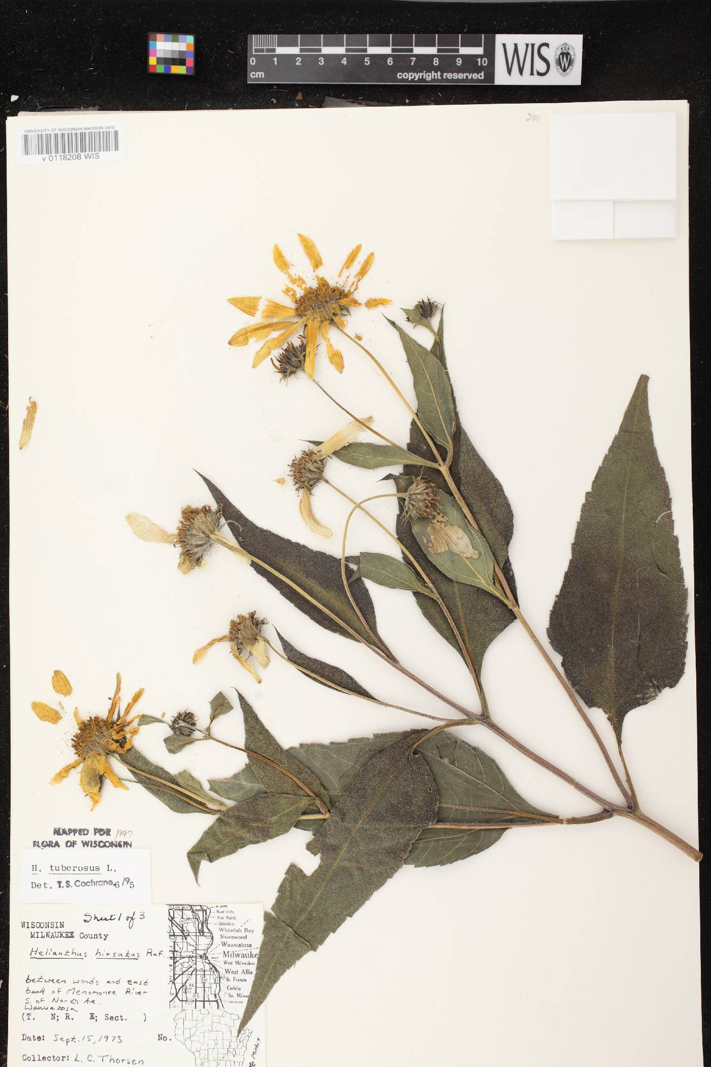 Helianthus tuberosus image