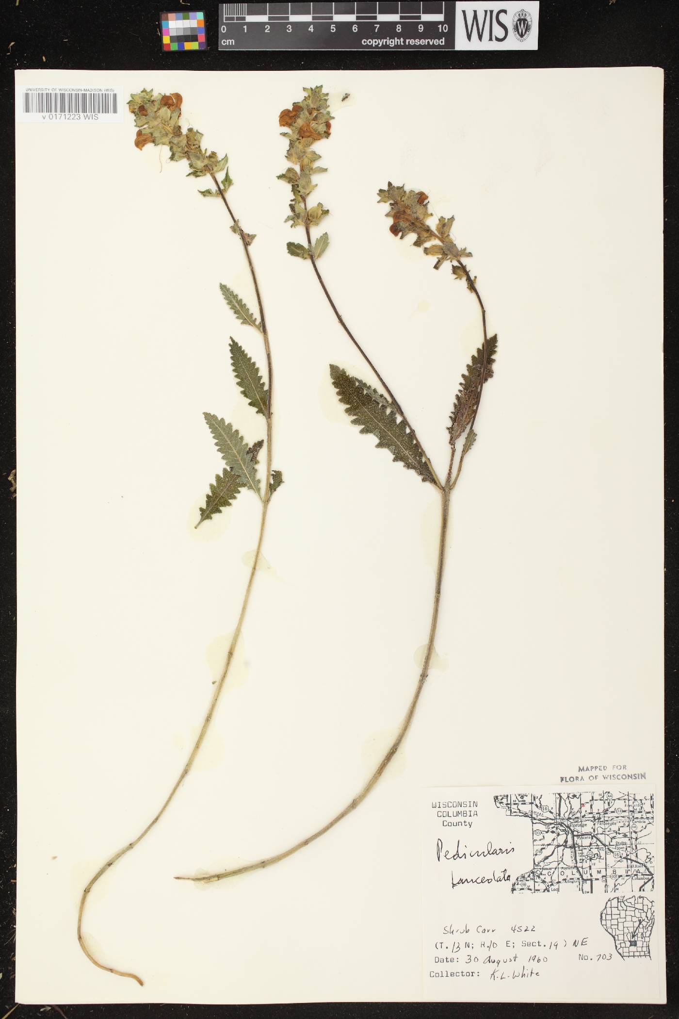 Pedicularis lanceolata image