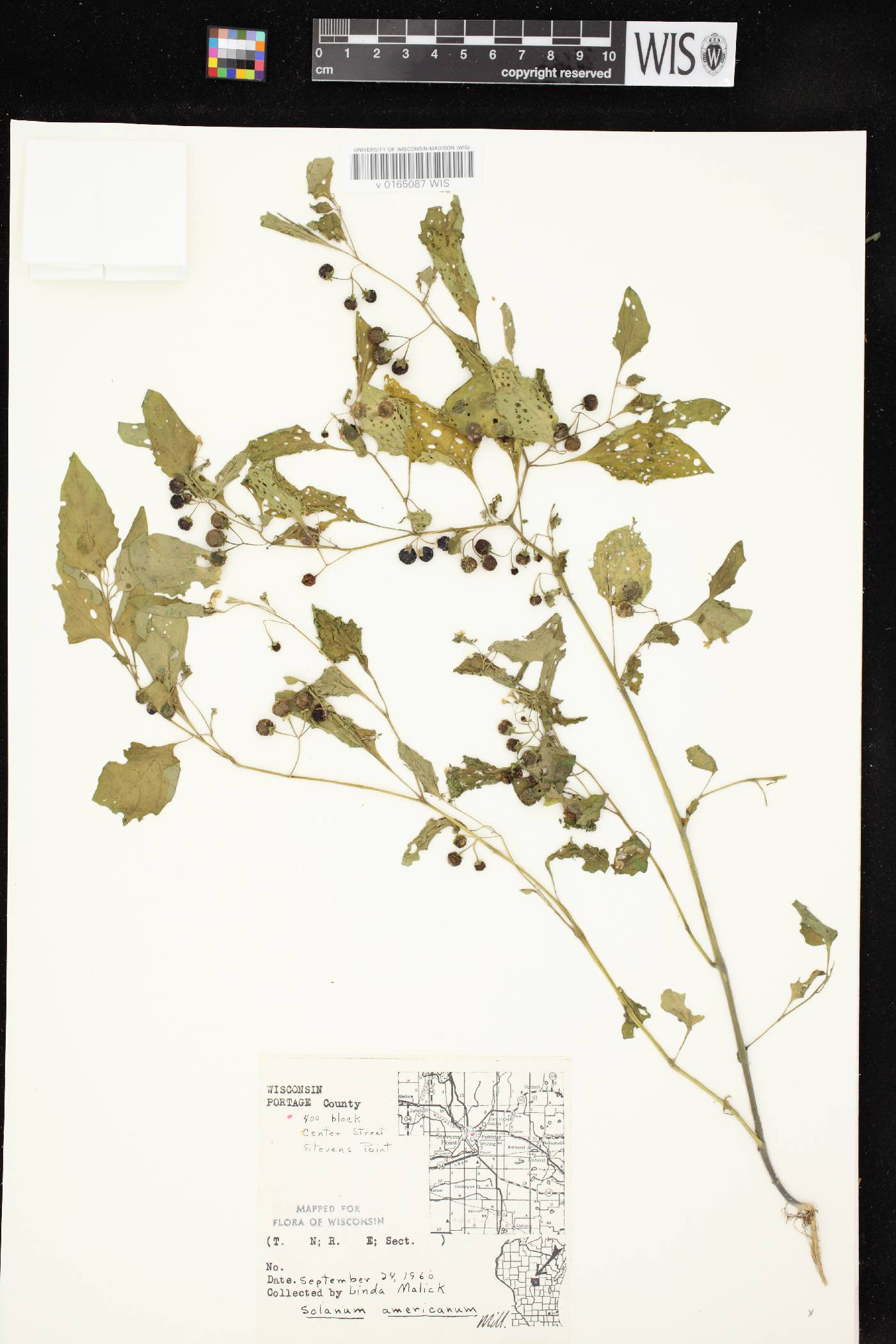 Solanum ptychanthum image