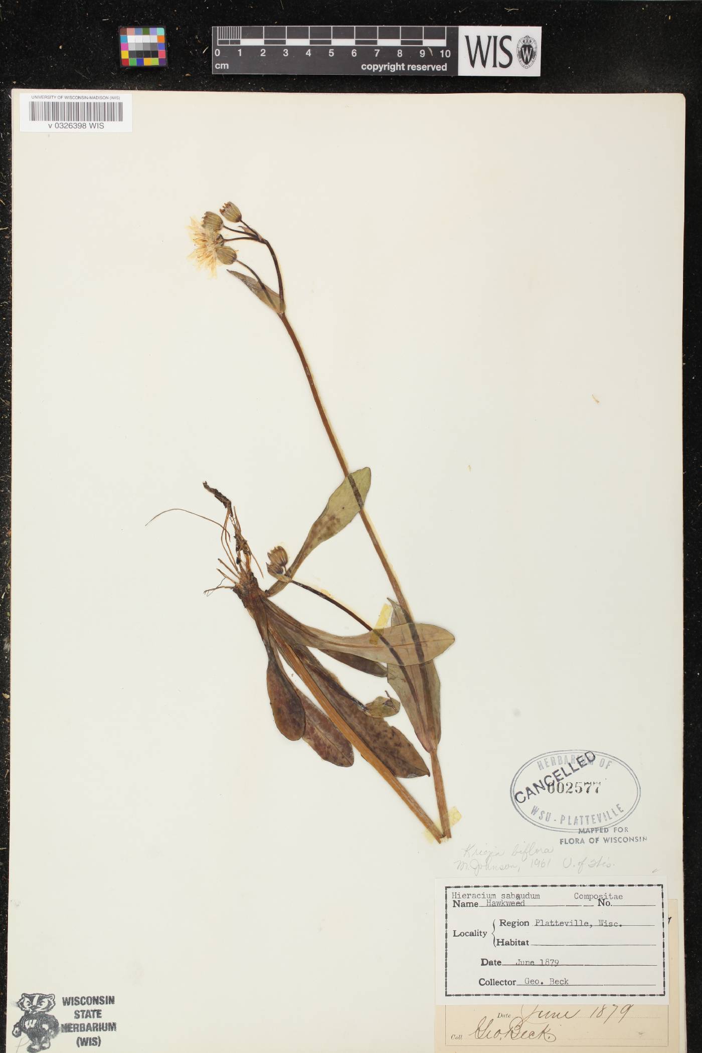 Krigia biflora image