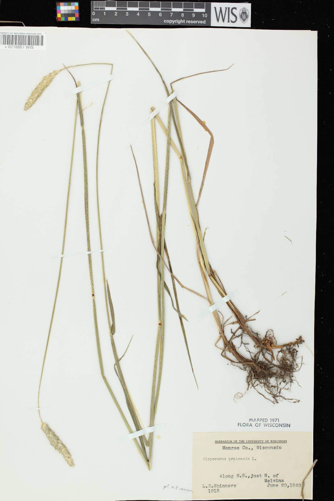 Alopecurus pratensis image