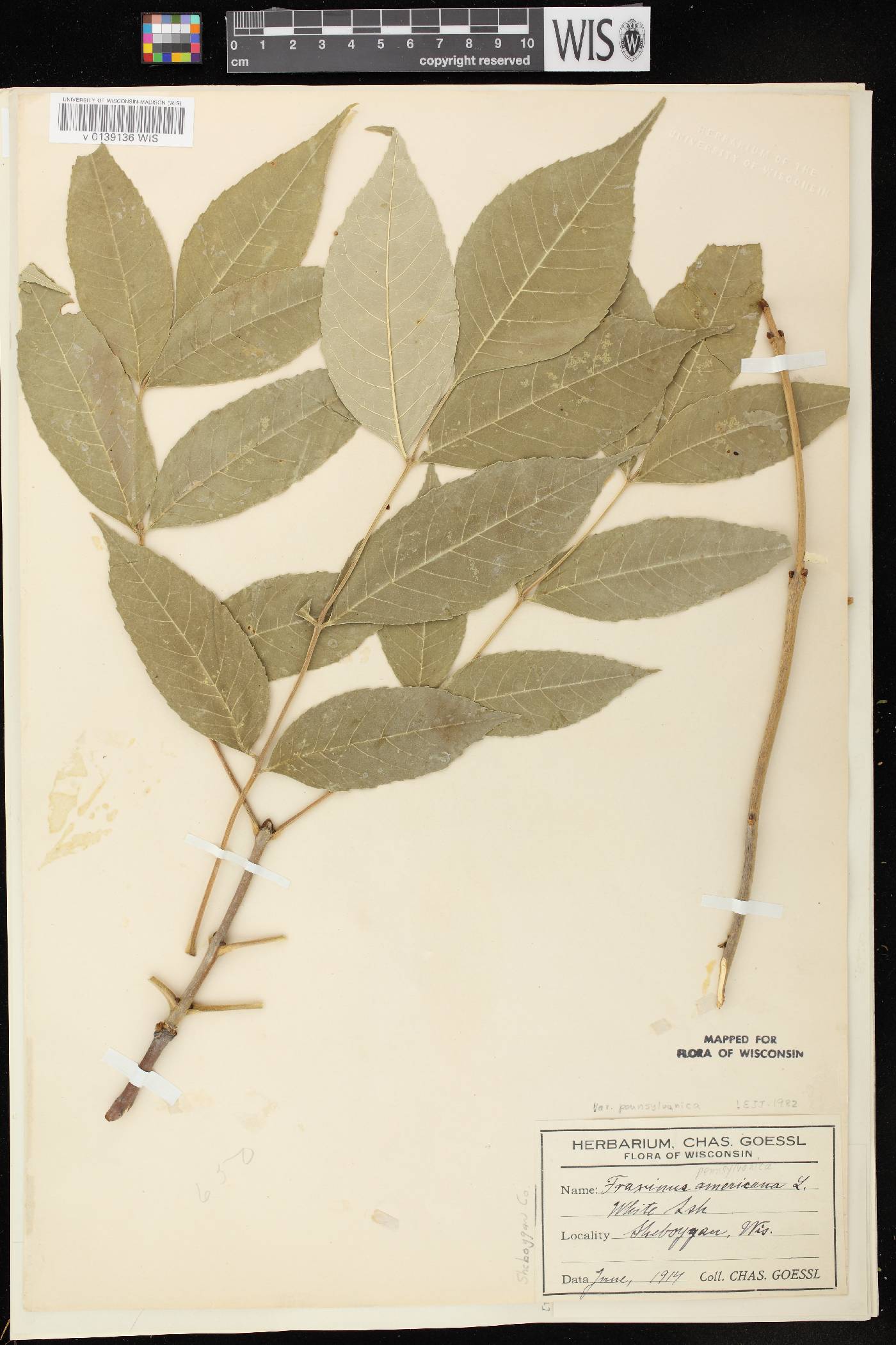 Fraxinus pennsylvanica image