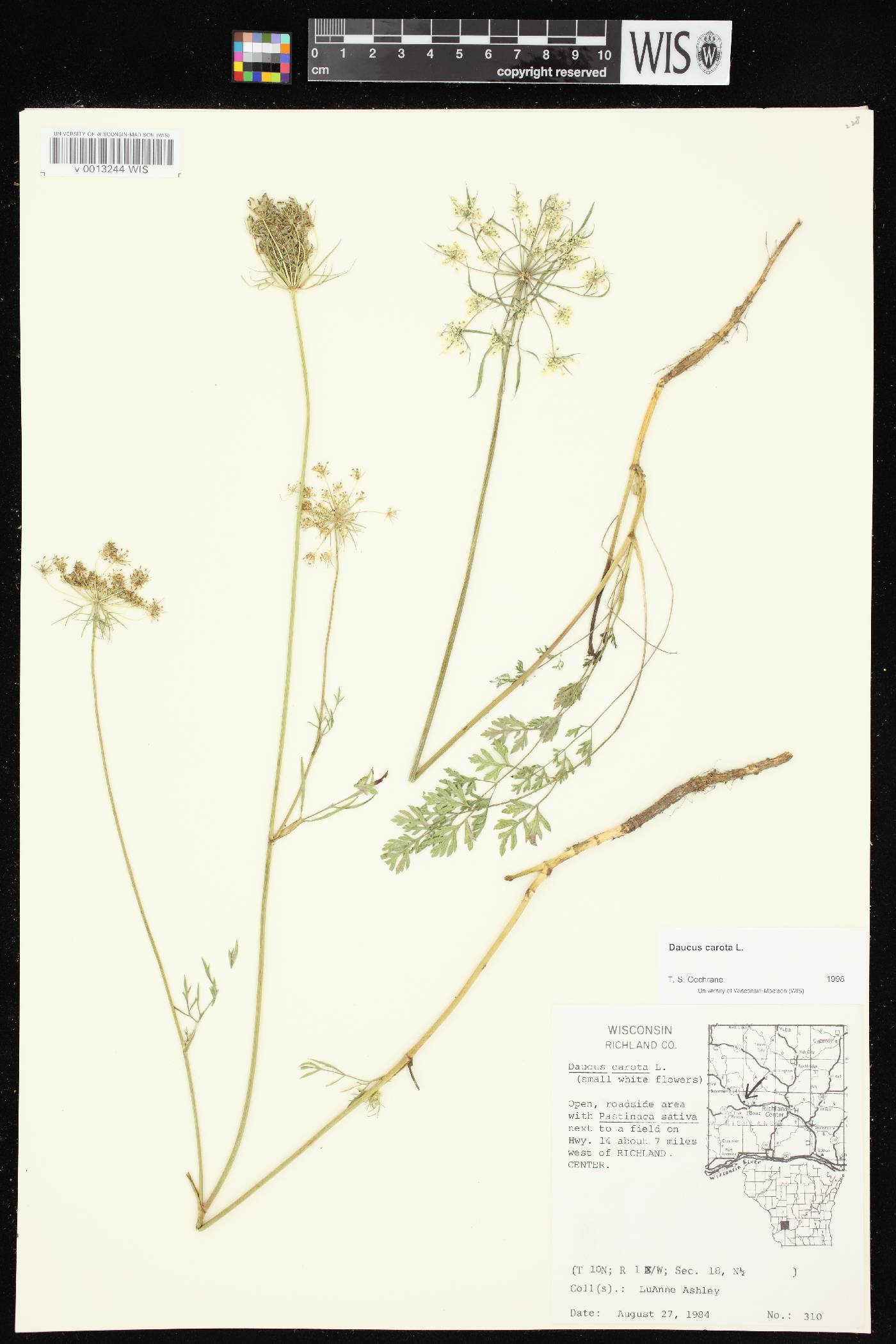 Daucus carota image