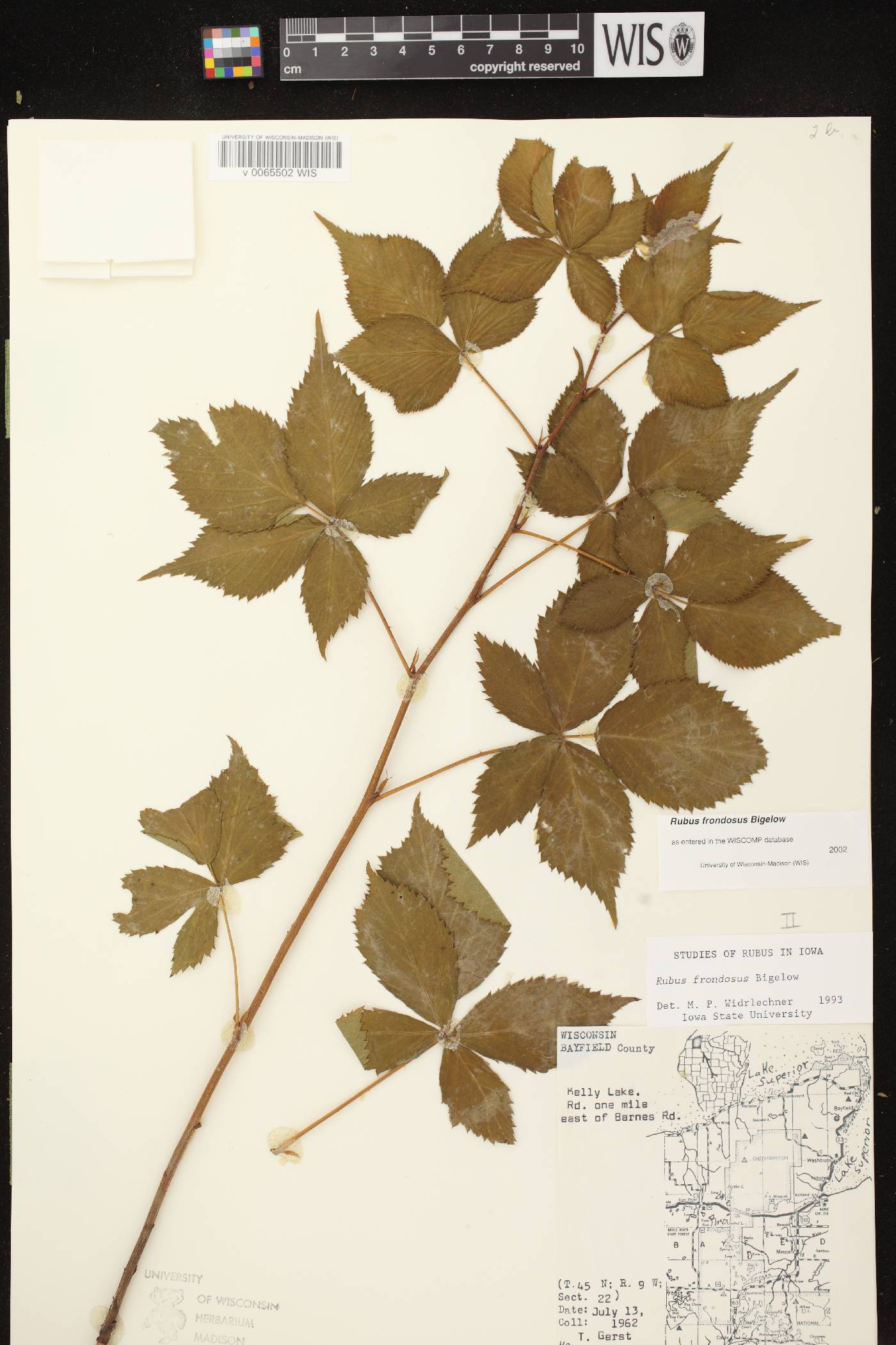 Rubus pensilvanicus image