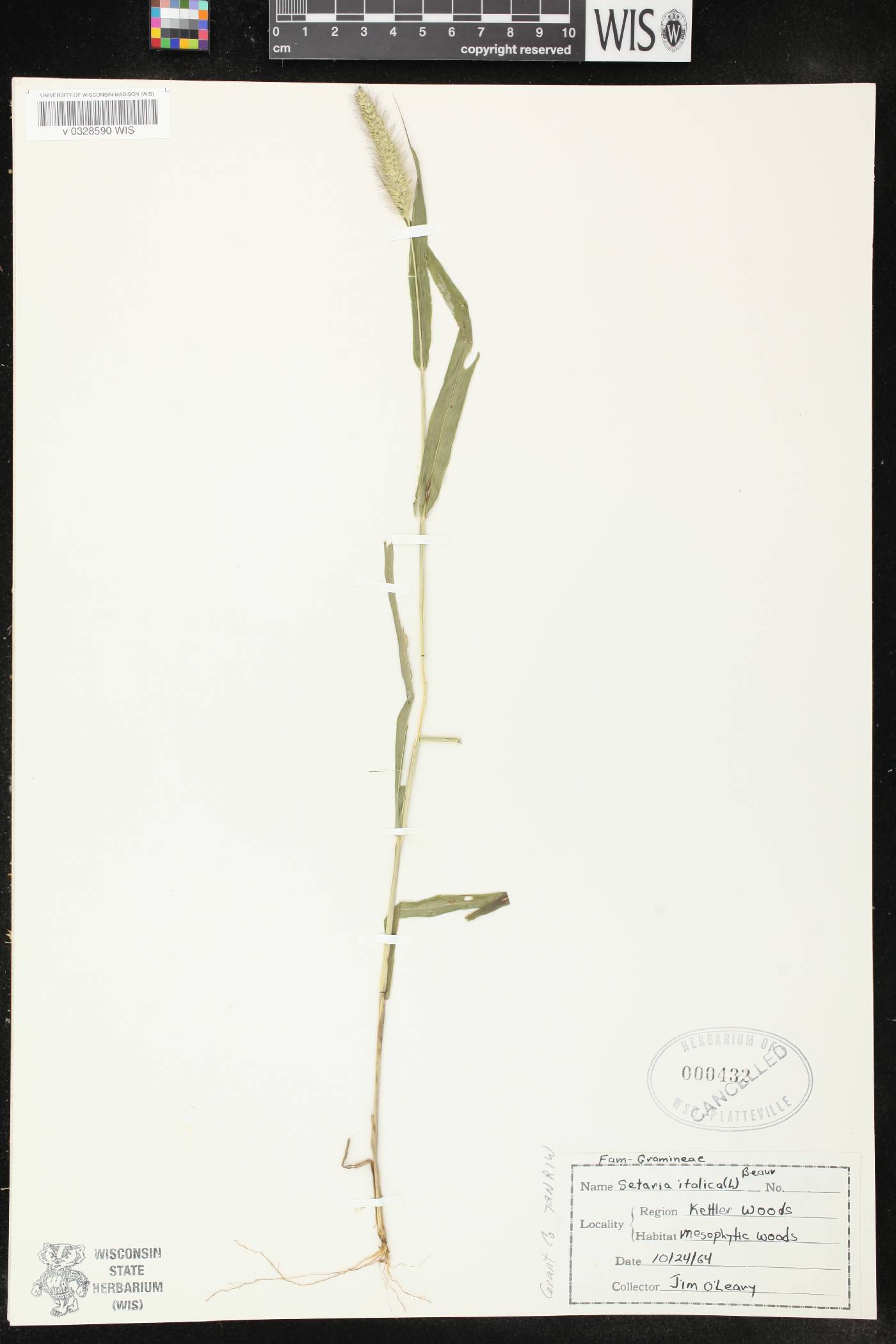 Setaria viridis image