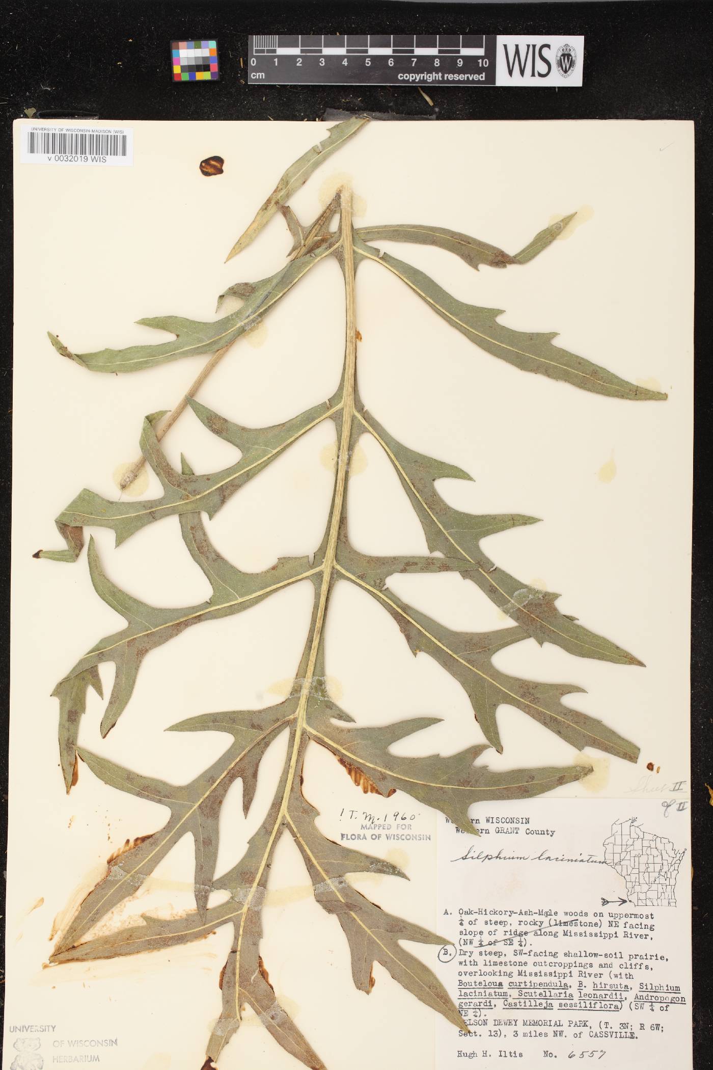Silphium laciniatum image
