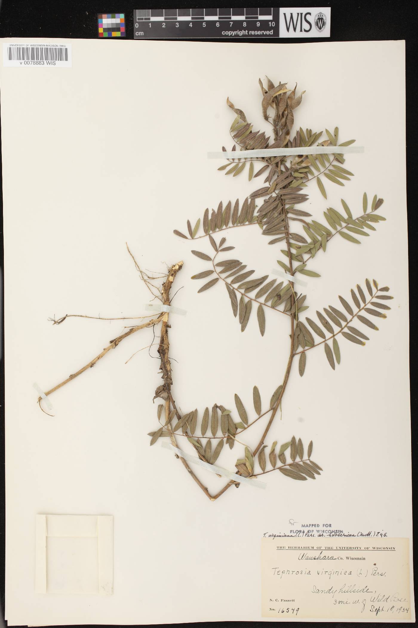 Tephrosia virginiana image