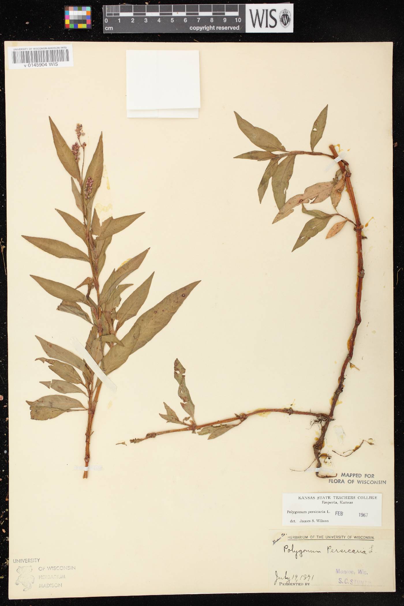 Persicaria maculosa image