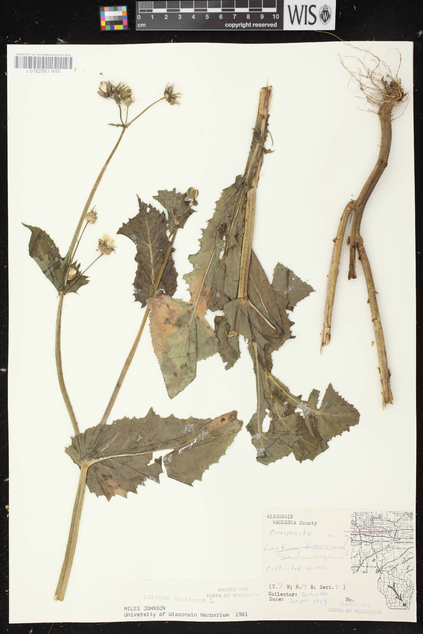 Sonchus oleraceus image