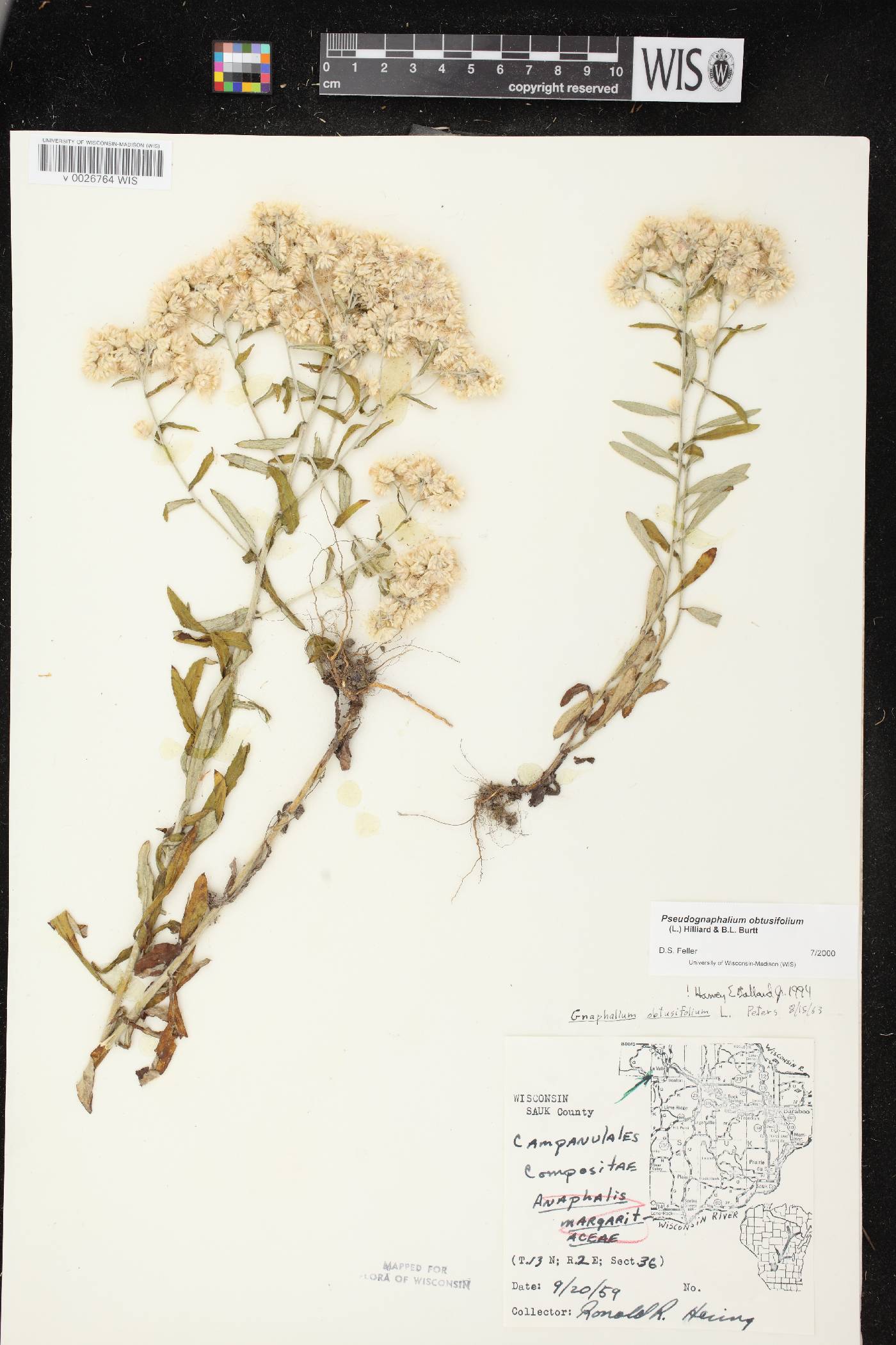 Pseudognaphalium obtusifolium image