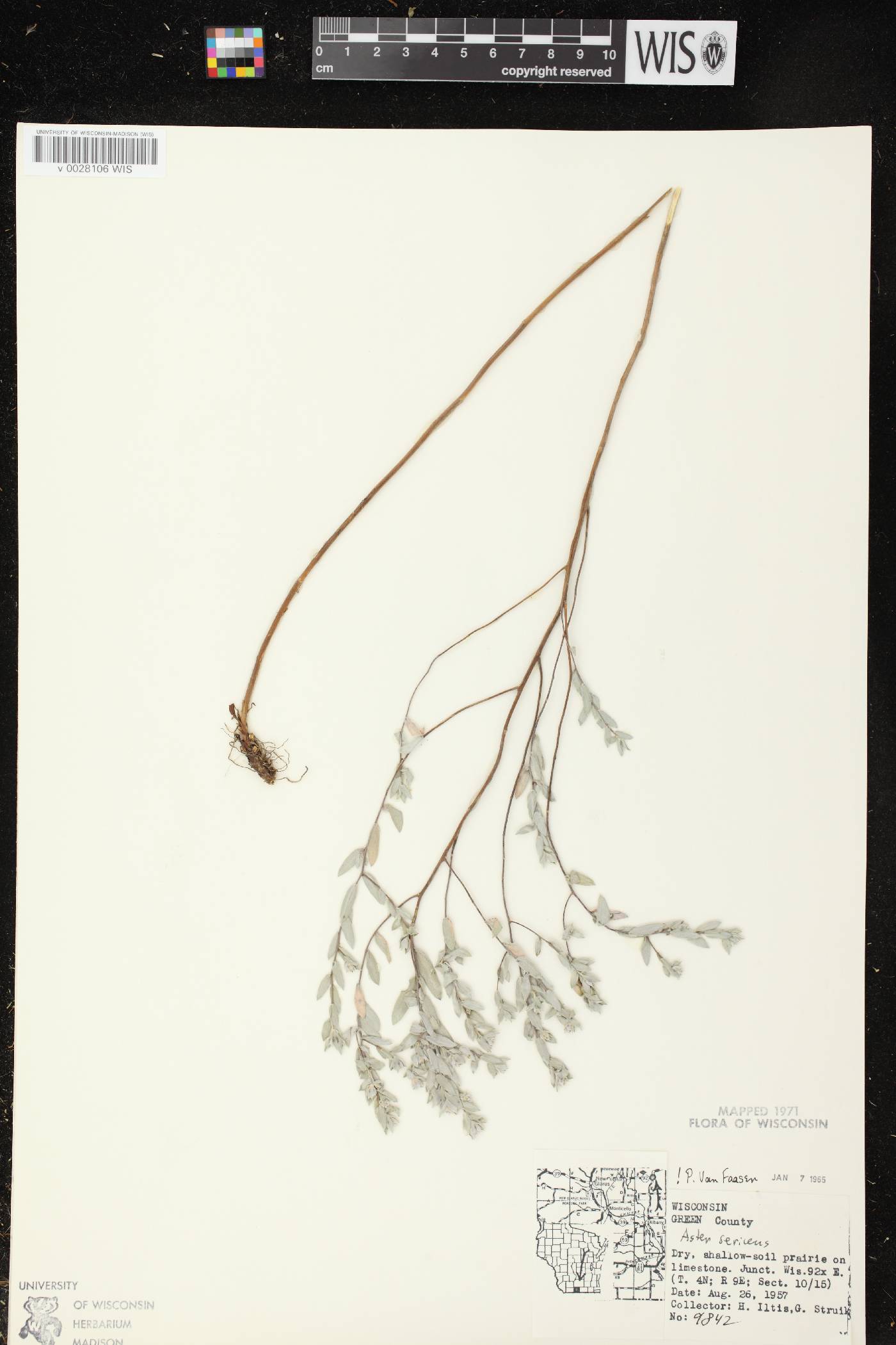 Symphyotrichum sericeum image