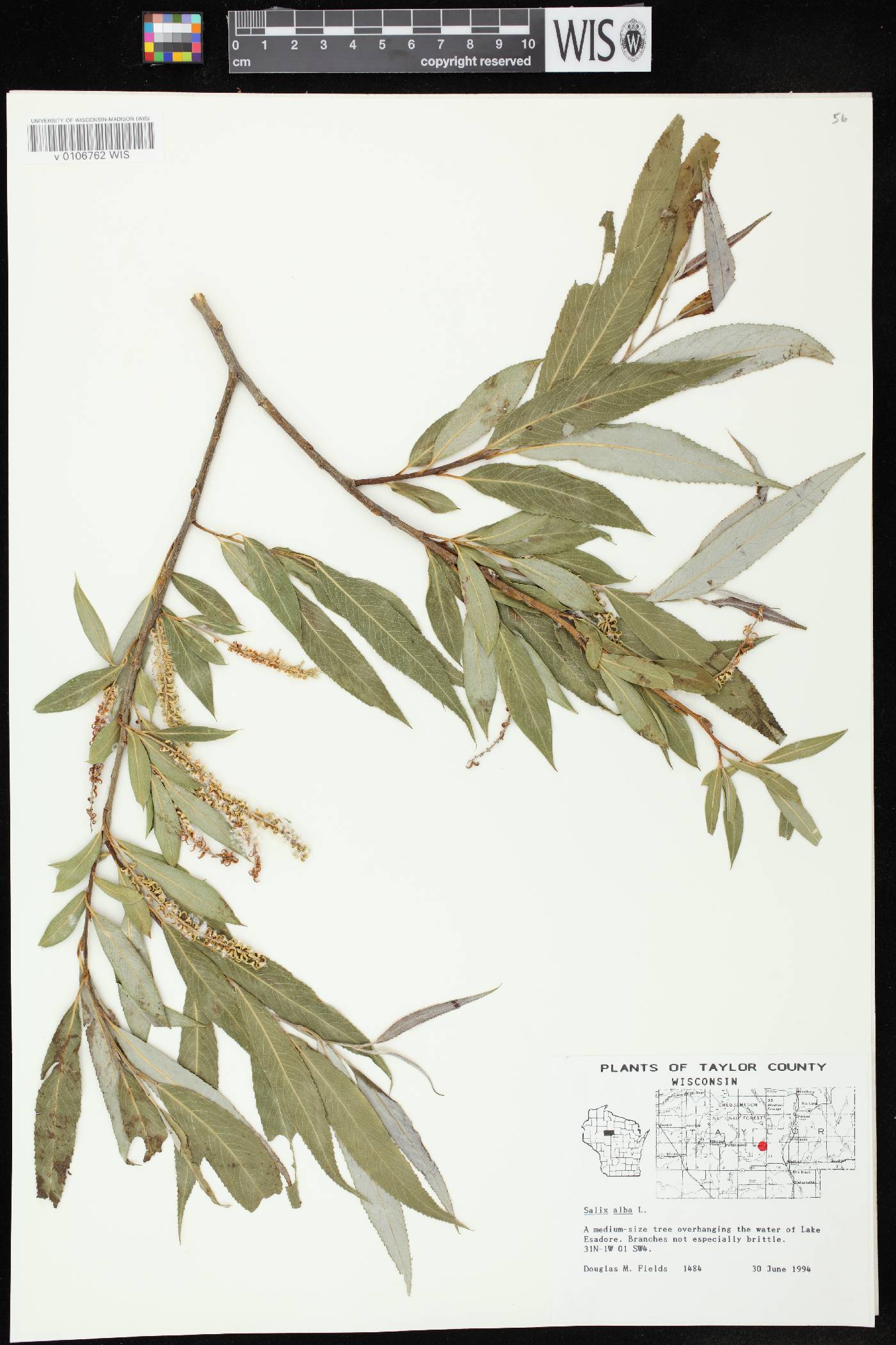 Salix alba image