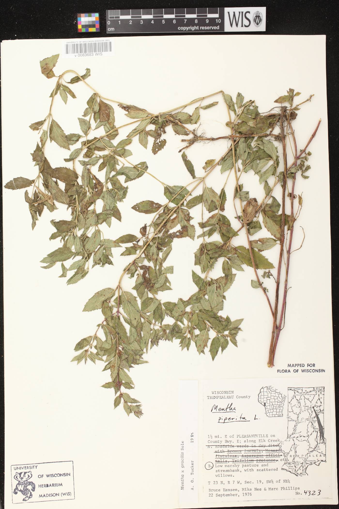 Mentha X gracilis image