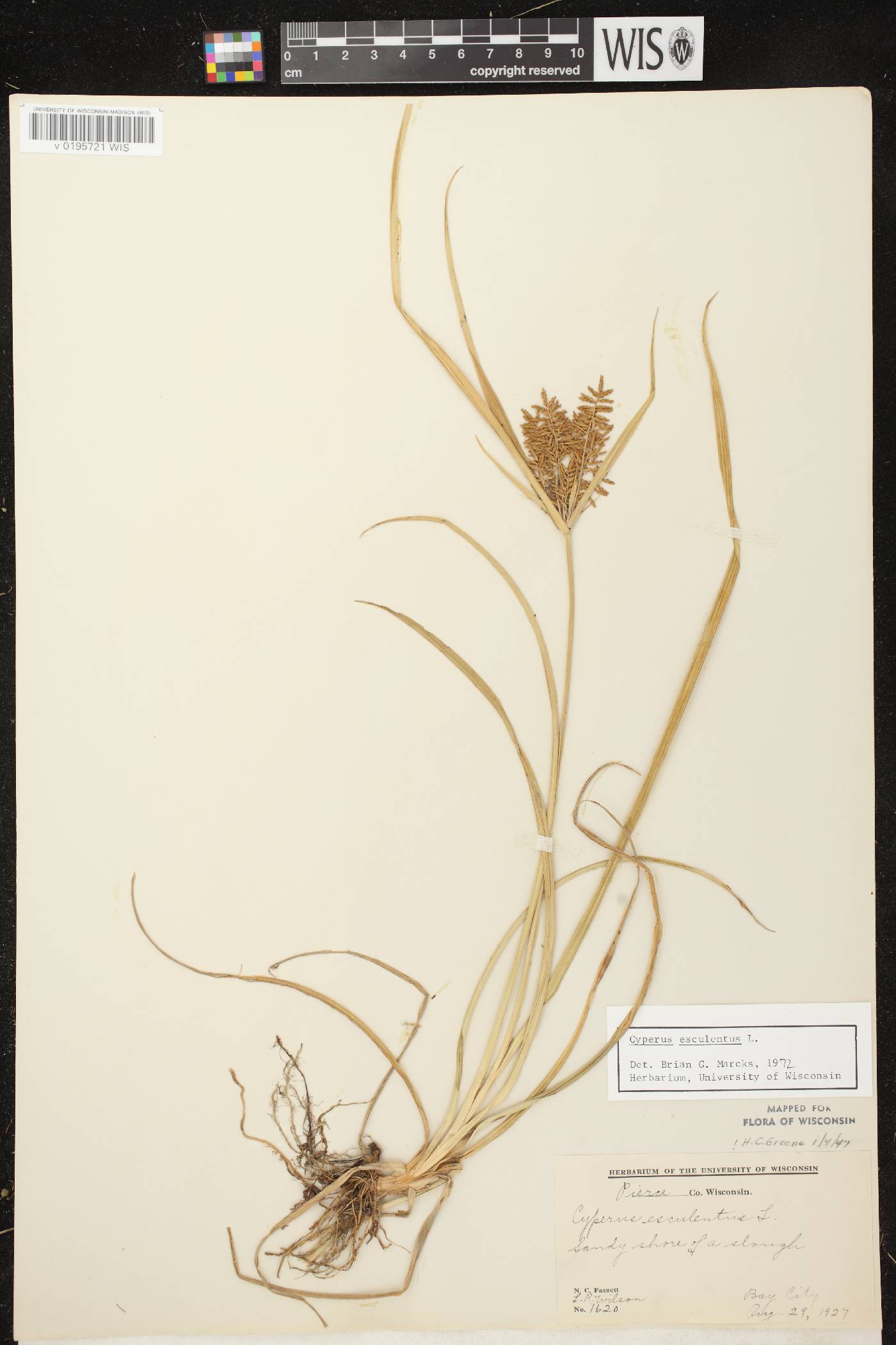 Cyperus esculentus var. leptostachyus image