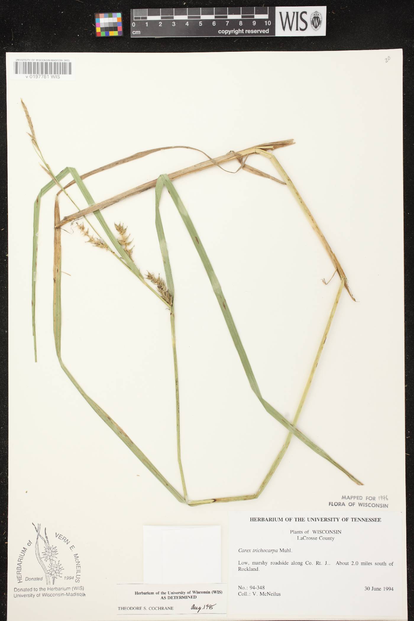 Carex trichocarpa image