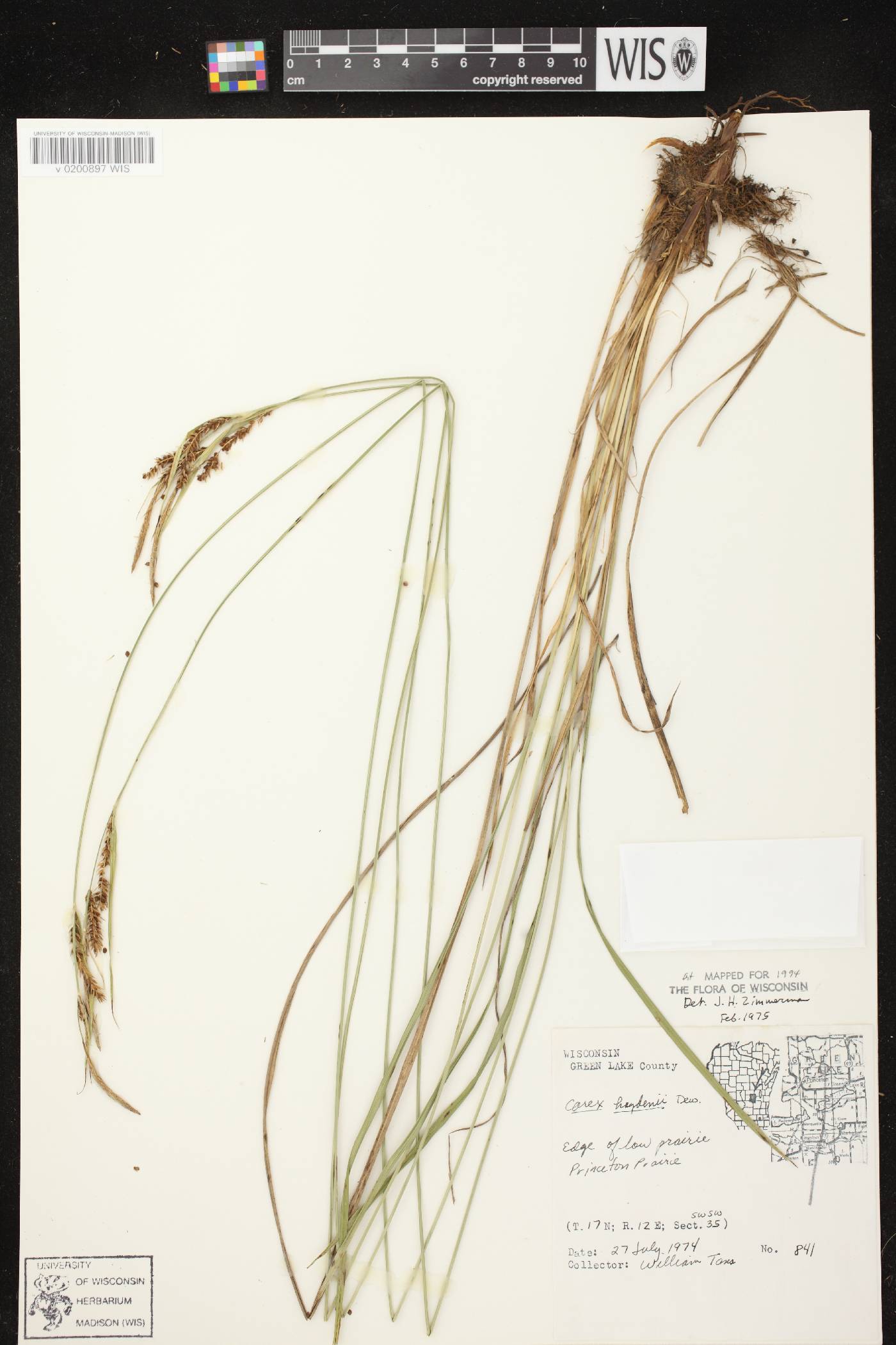 Carex haydenii image