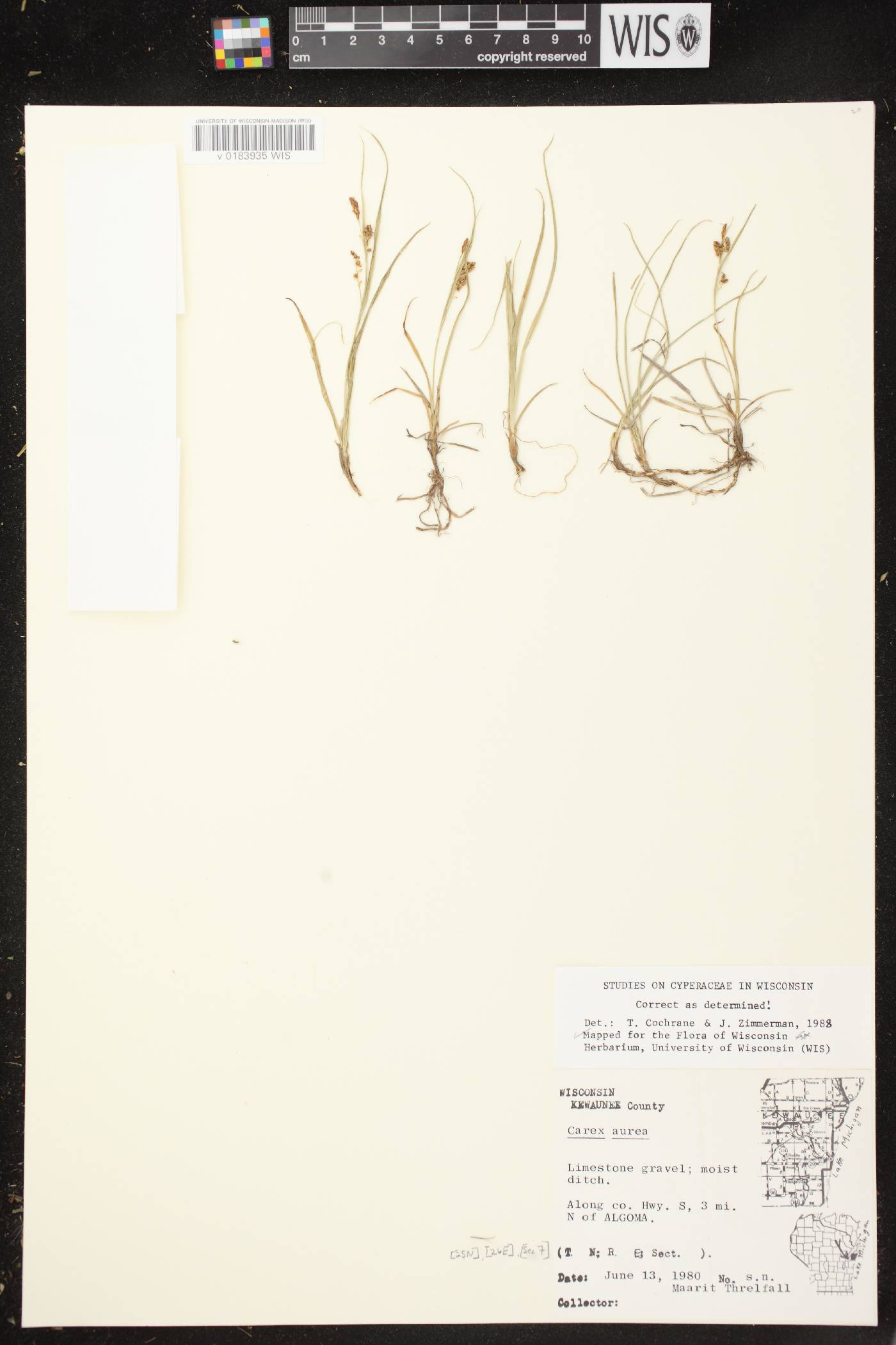 Carex aurea image