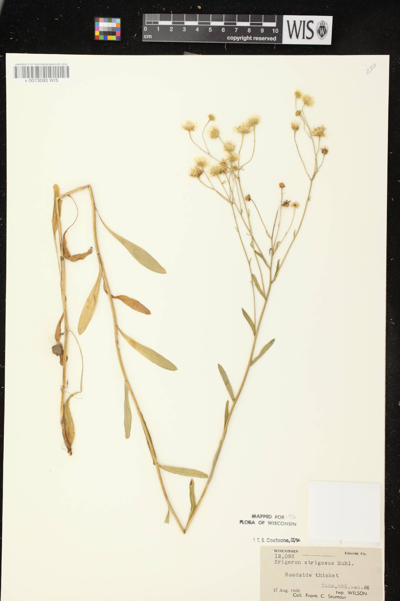 Erigeron strigosus image
