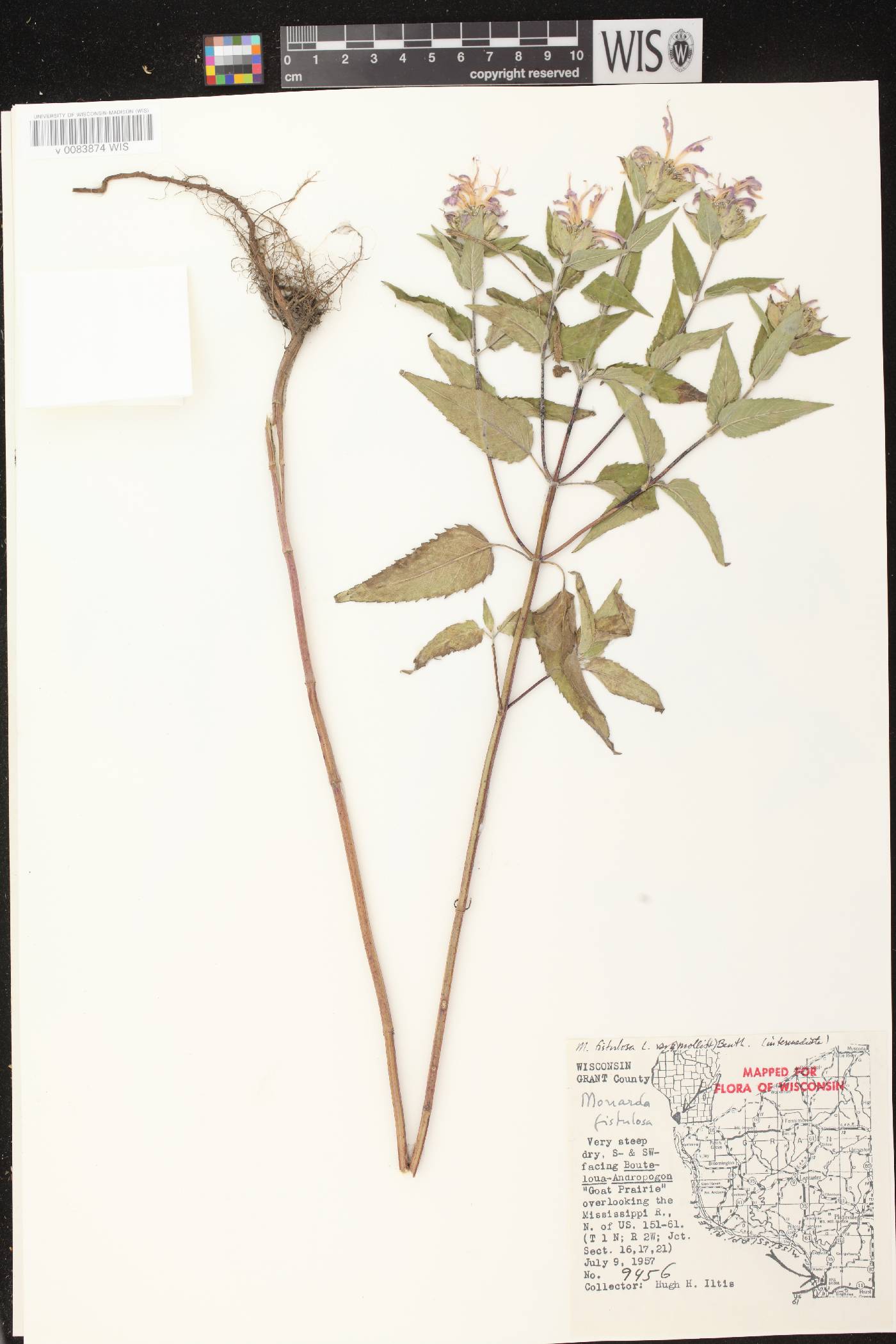 Monarda fistulosa subsp. fistulosa image