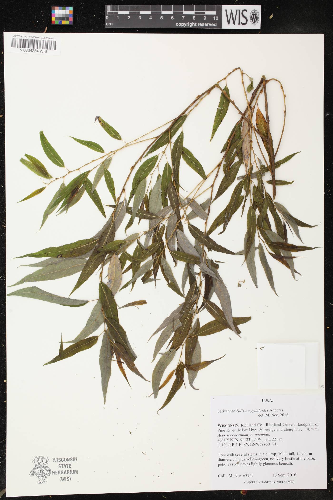 Salix amygdaloides image