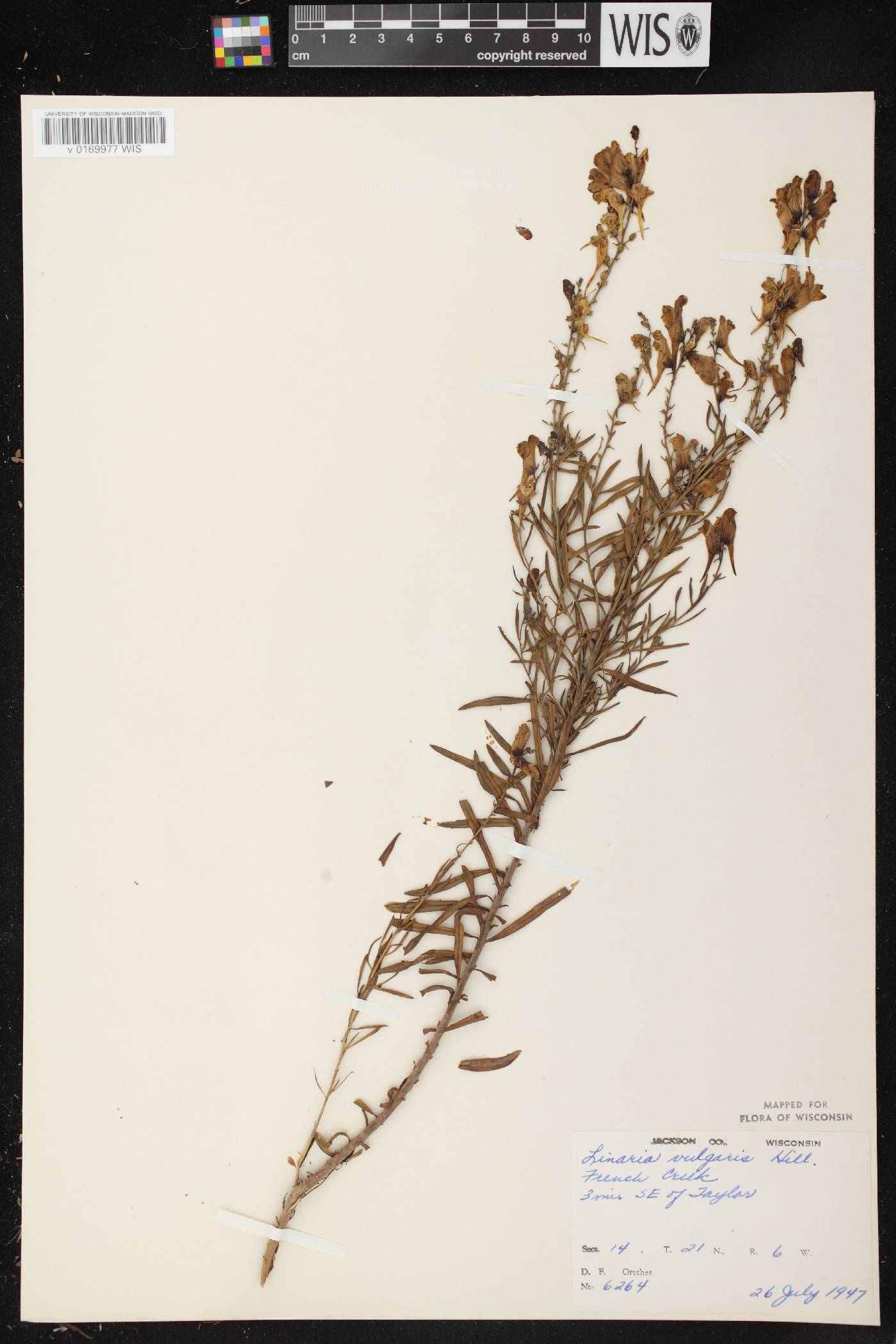Linaria vulgaris image