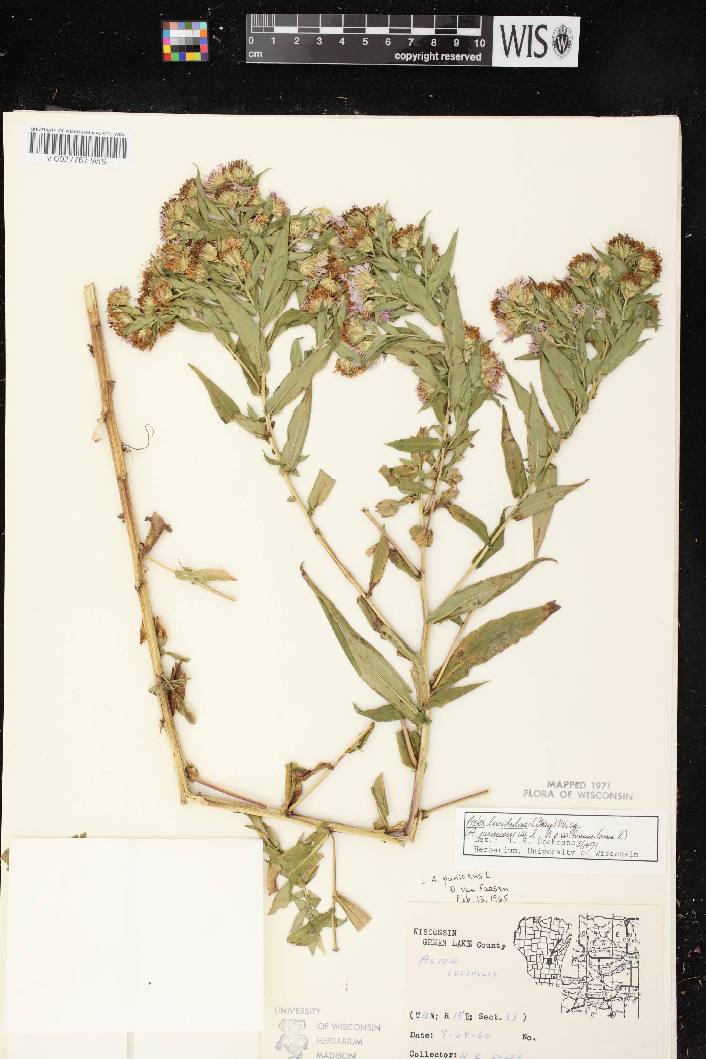 Symphyotrichum firmum image