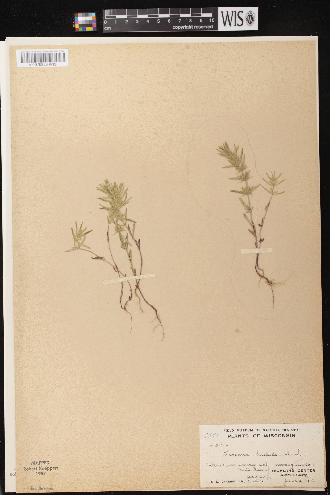 Hedeoma hispida image