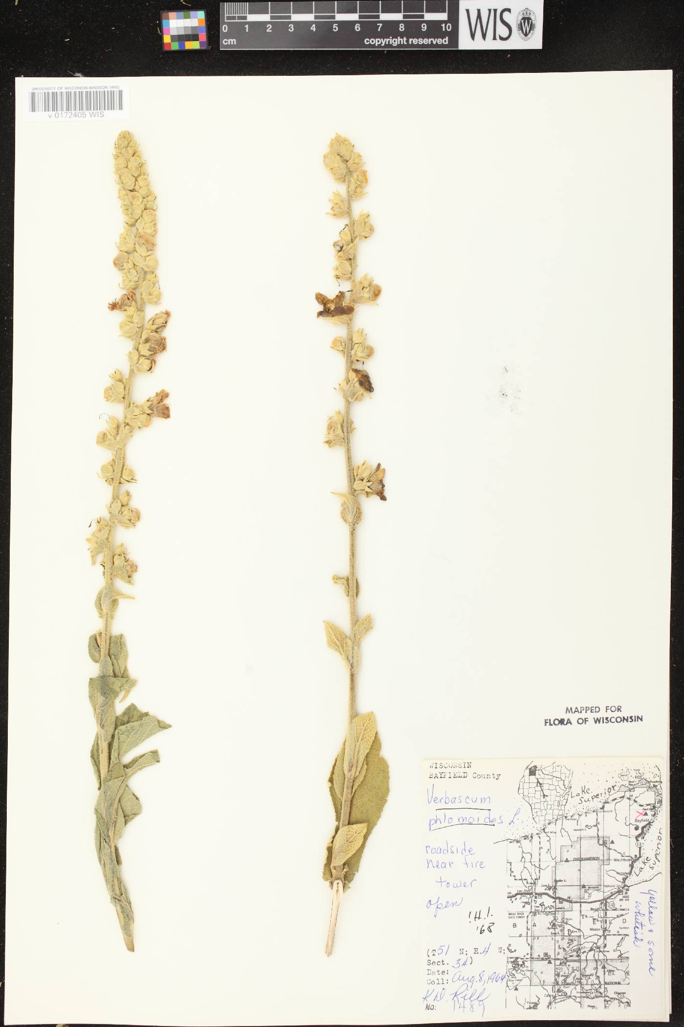 Verbascum phlomoides image
