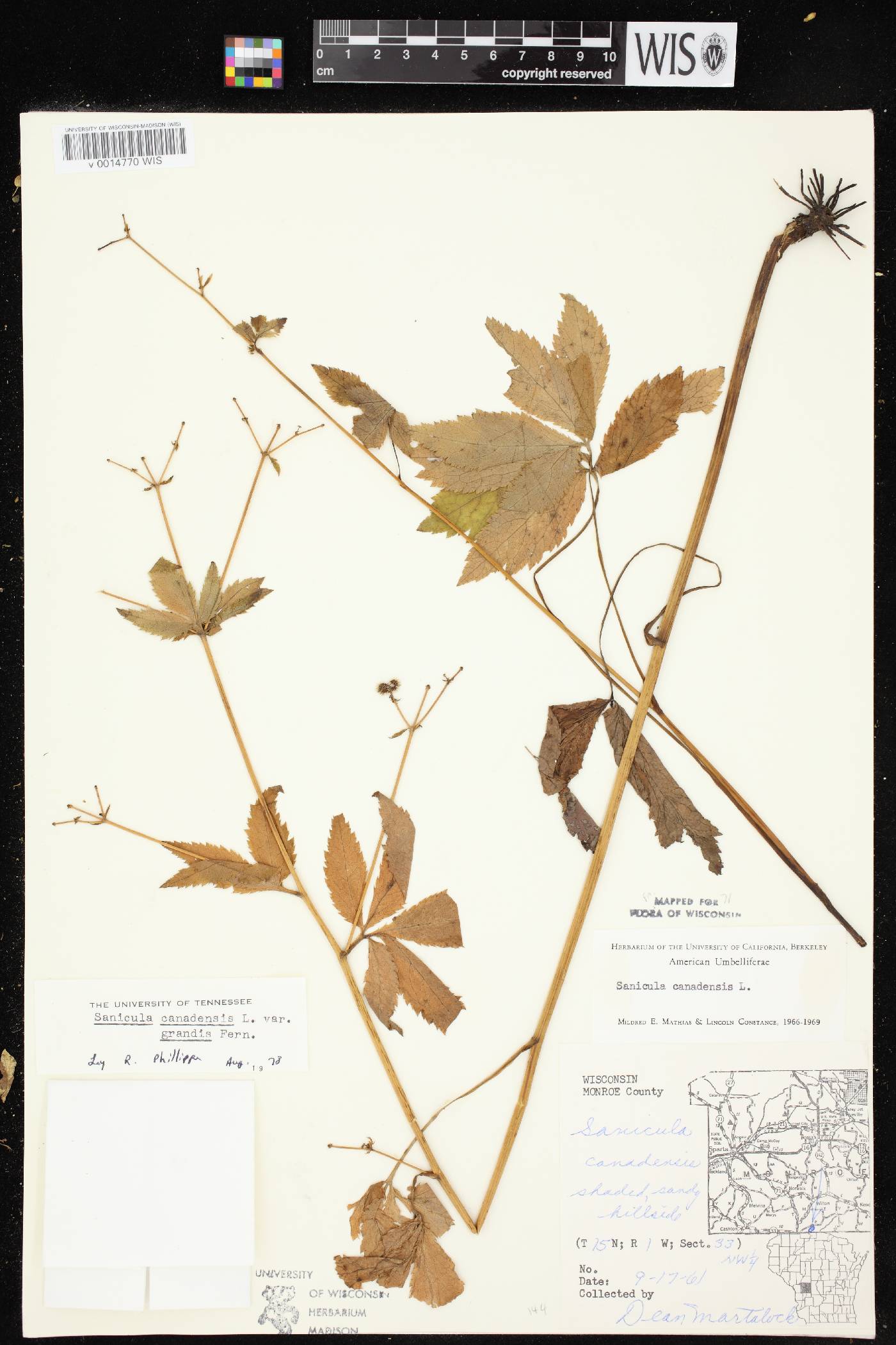 Sanicula canadensis image