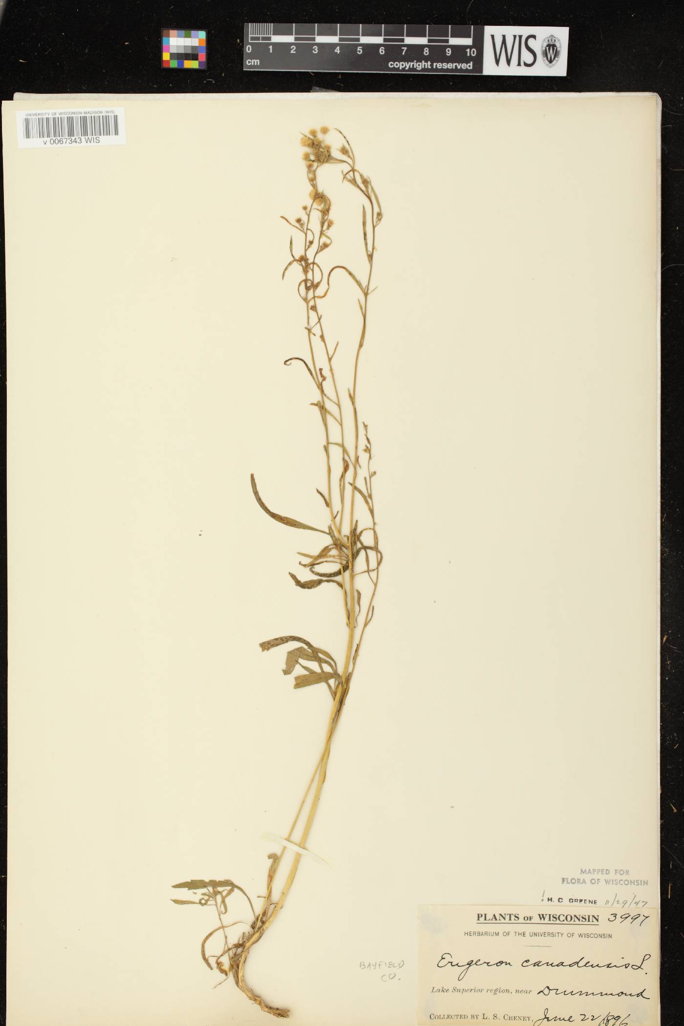 Conyza canadensis image