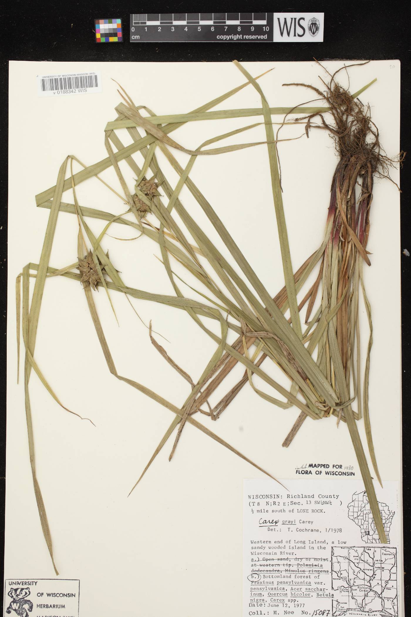 Carex grayi image