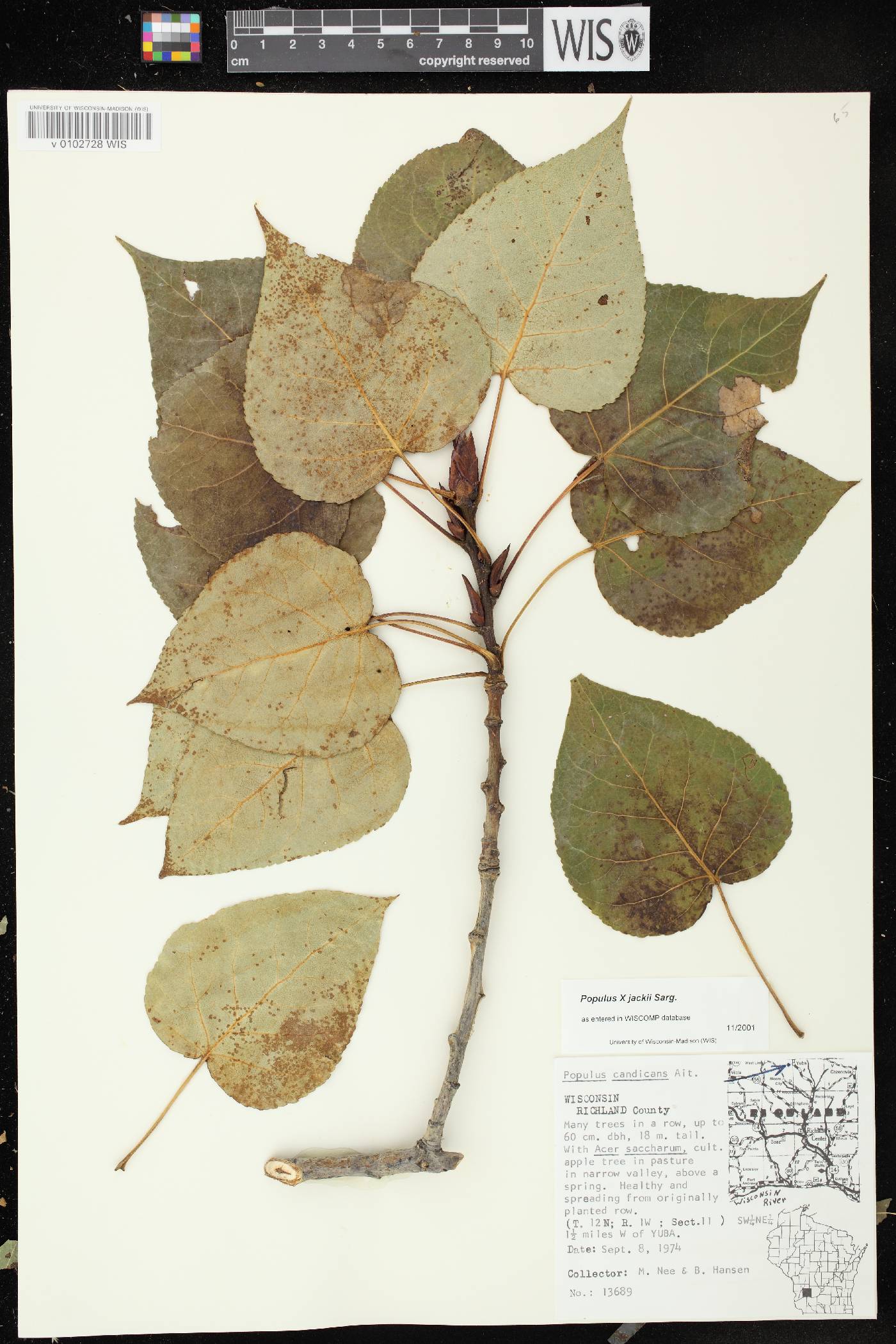 Populus x jackii image