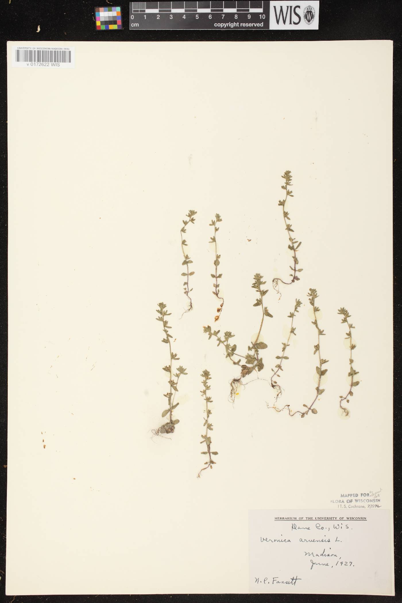 Veronica arvensis image