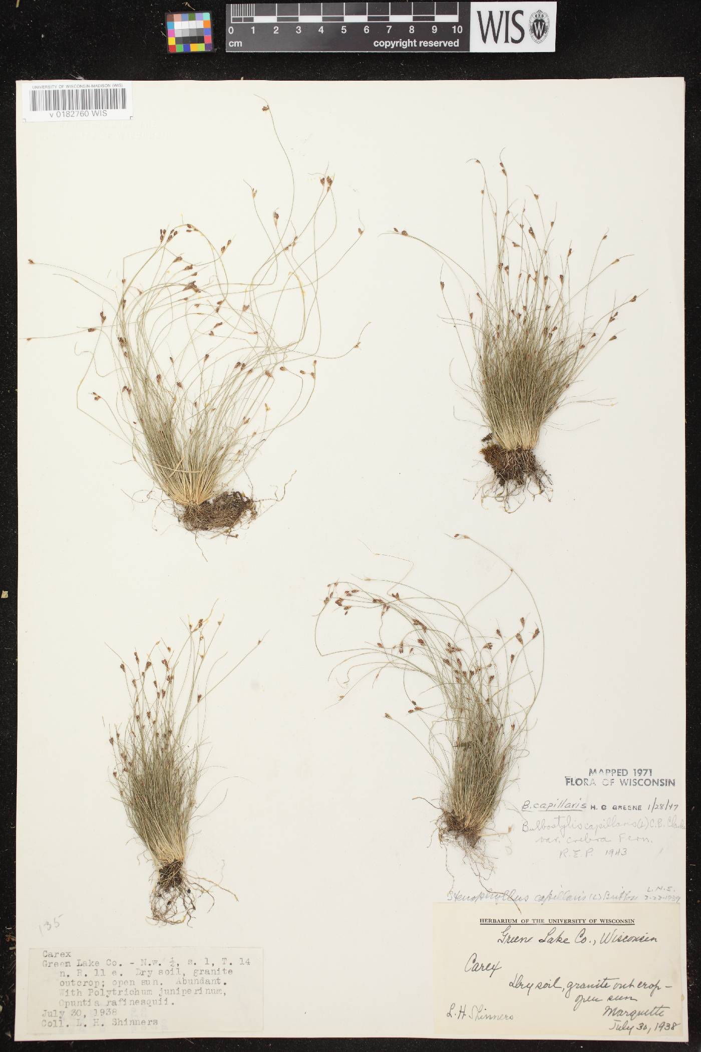 Bulbostylis capillaris image