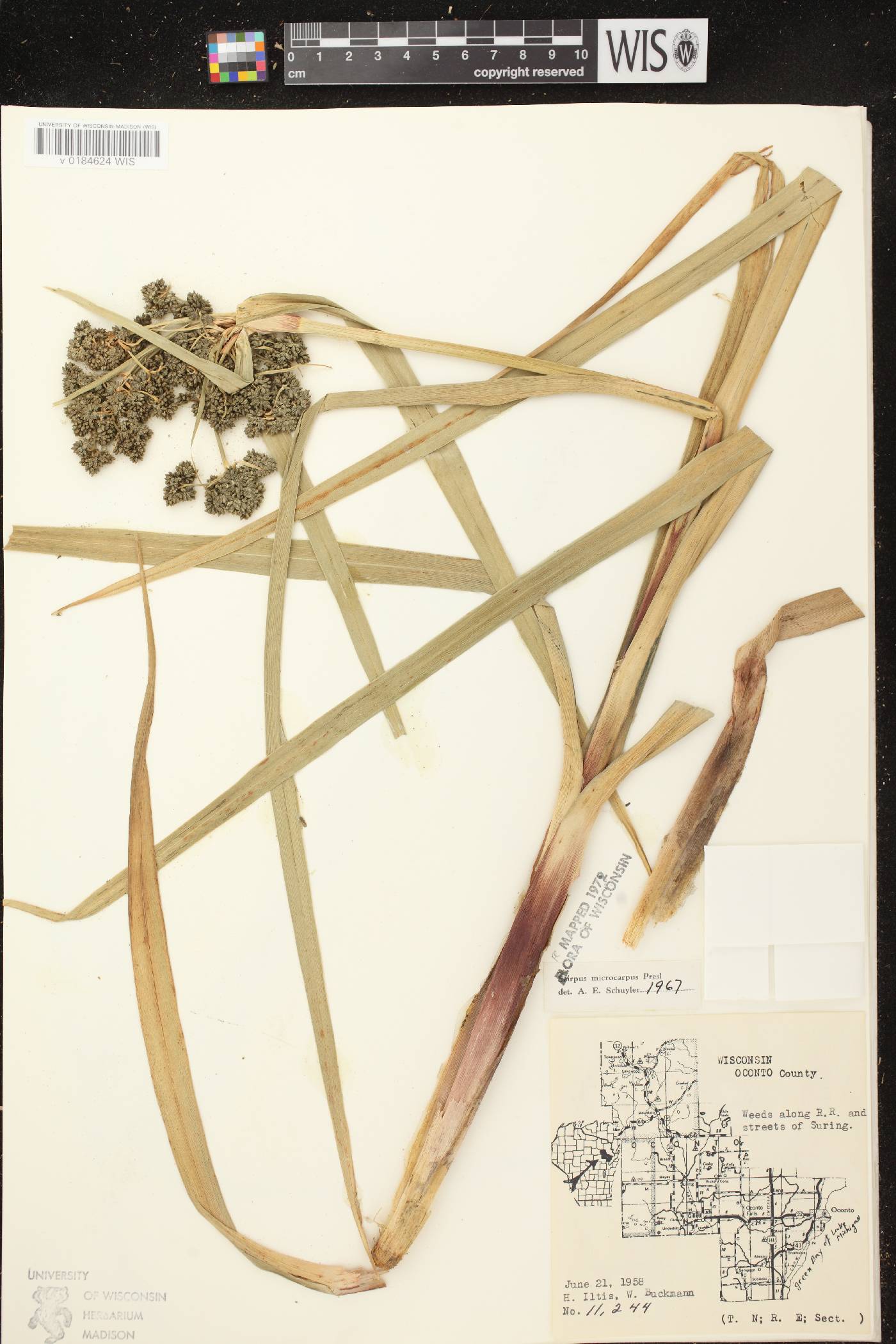 Scirpus microcarpus image