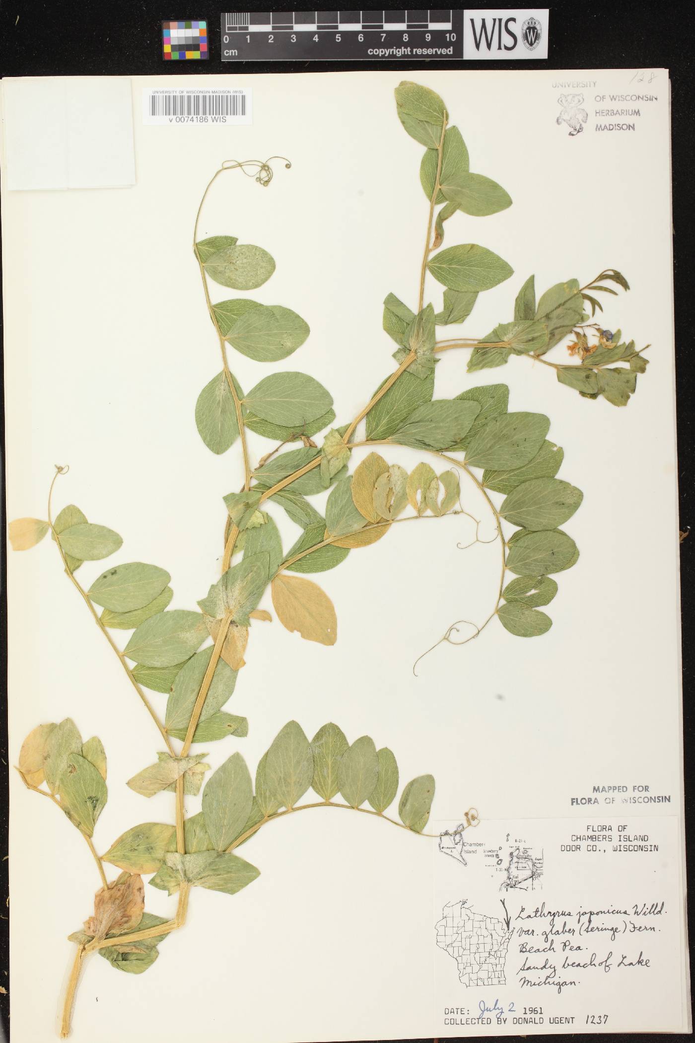 Lathyrus japonicus image