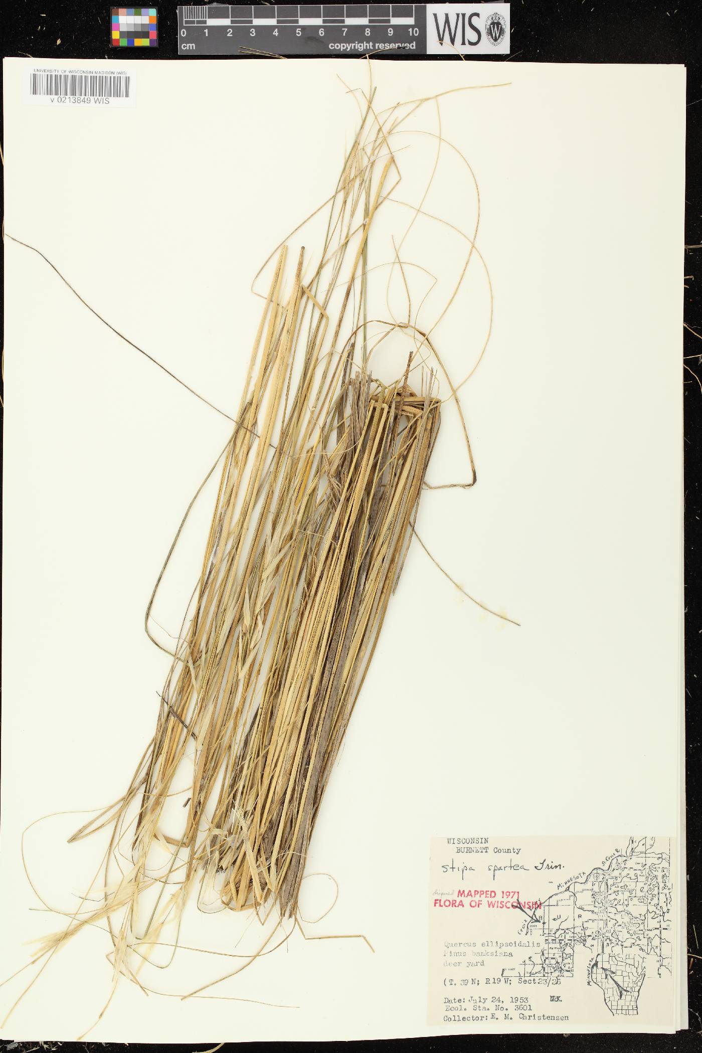 Hesperostipa spartea image