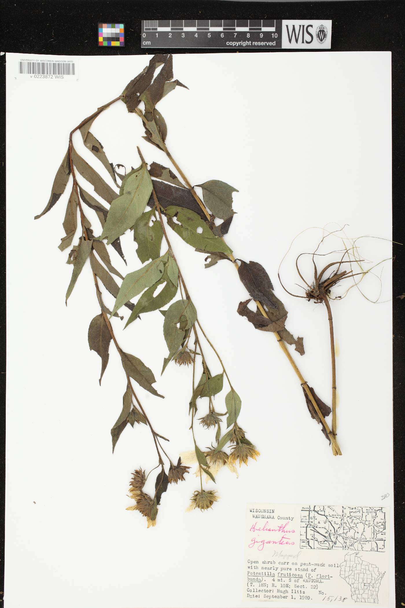 Helianthus giganteus image