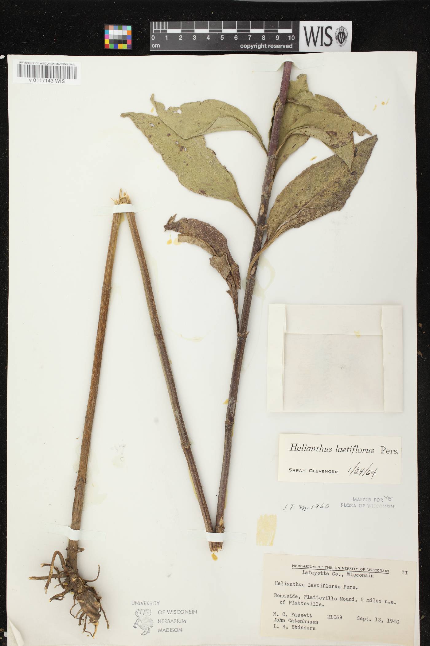 Helianthus X laetiflorus image