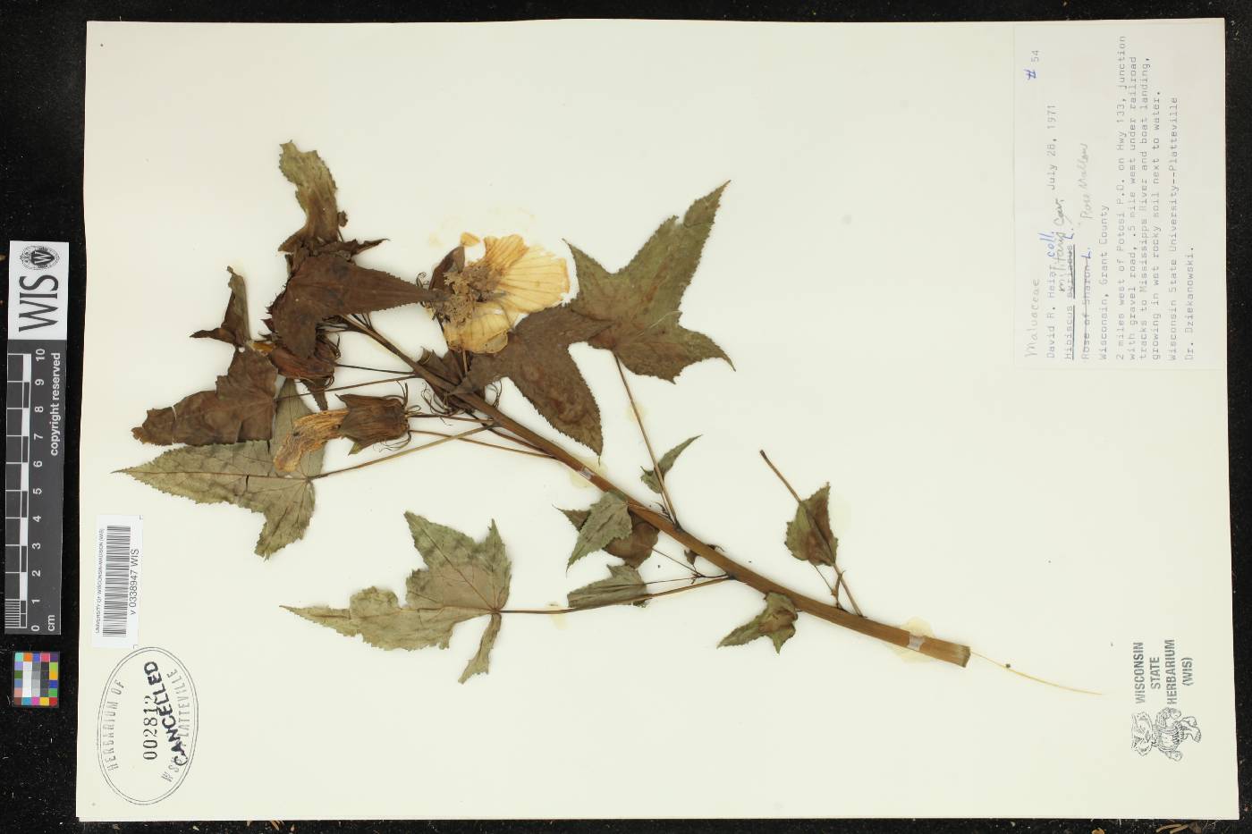 Hibiscus laevis image