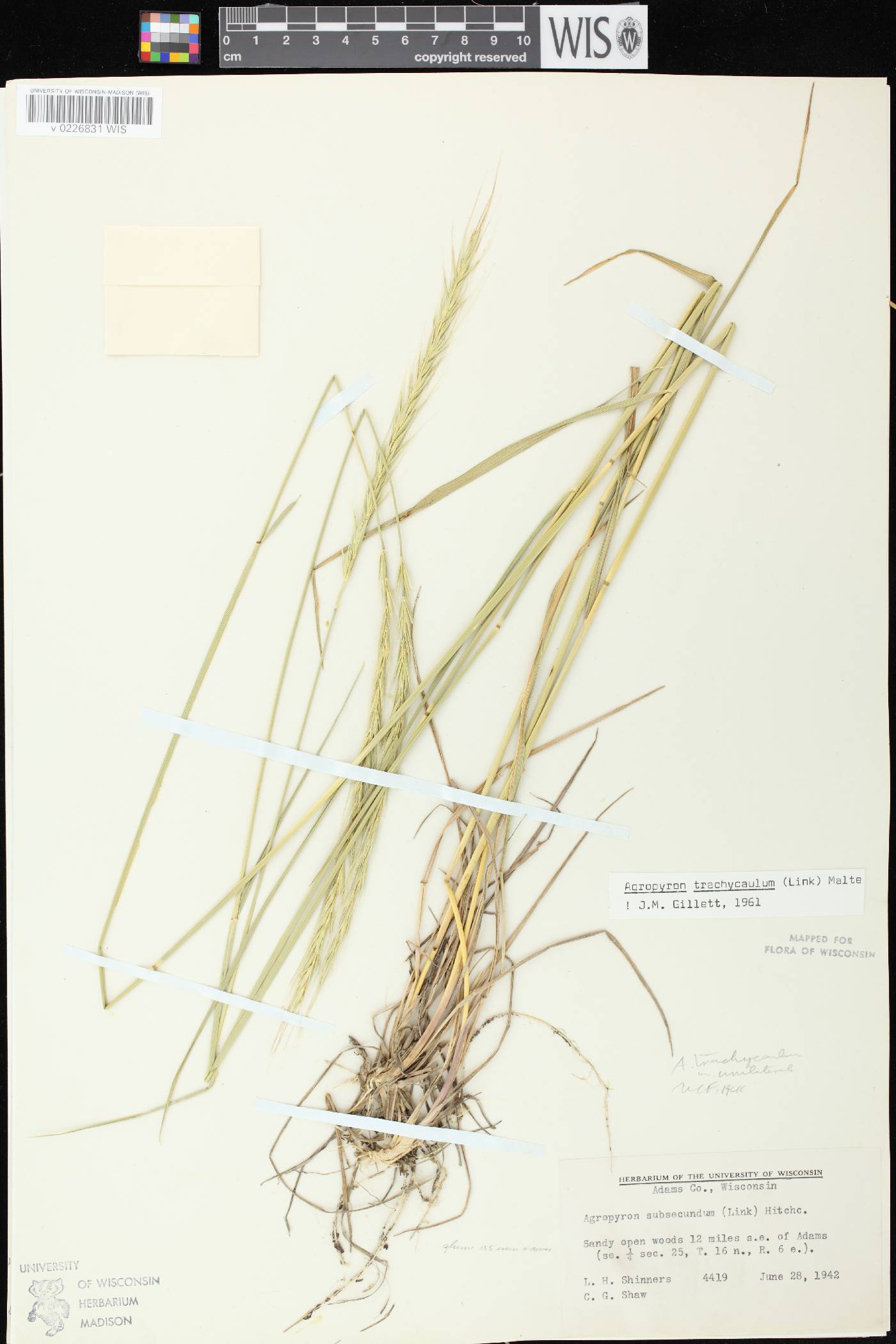 Elymus trachycaulus subsp. subsecundus image