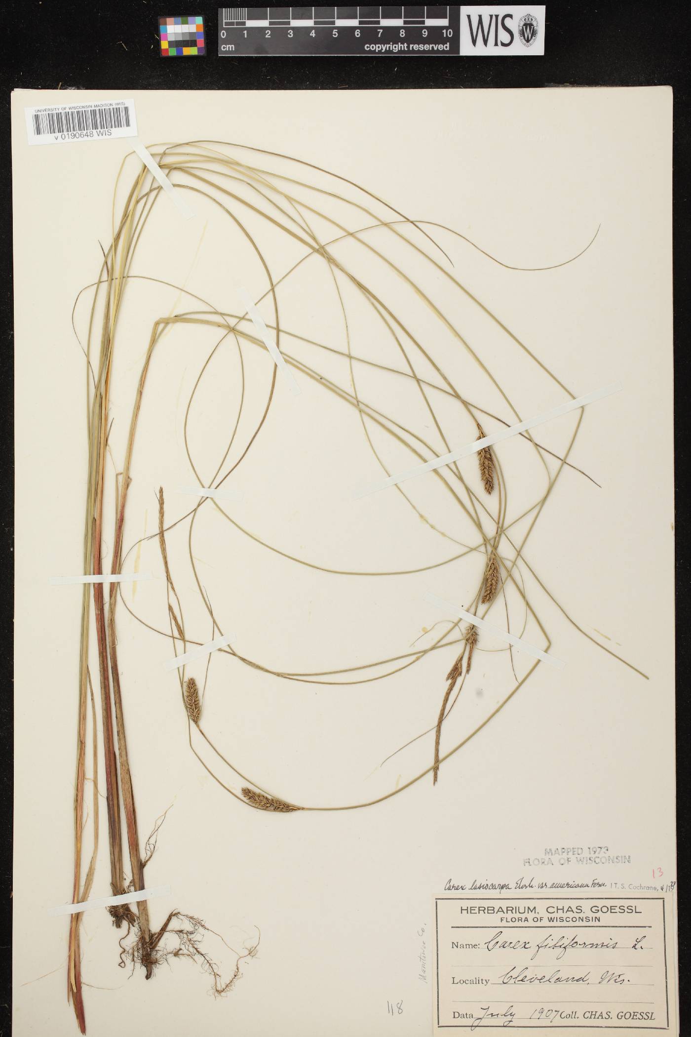 Carex lasiocarpa subsp. americana image