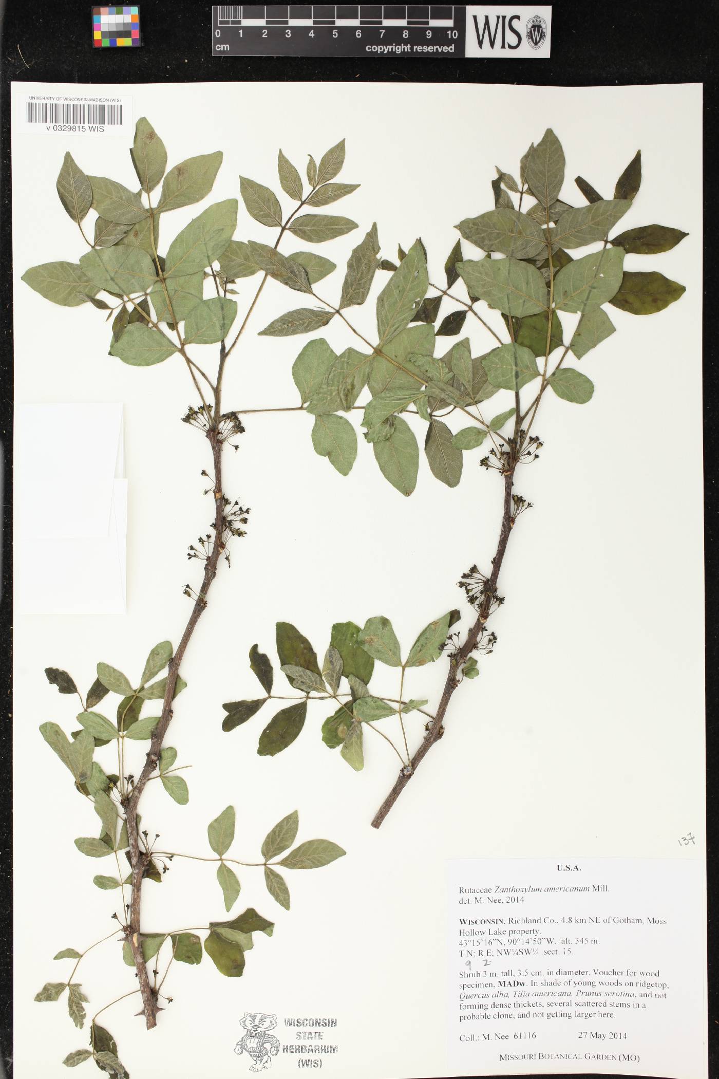 Zanthoxylum americanum image