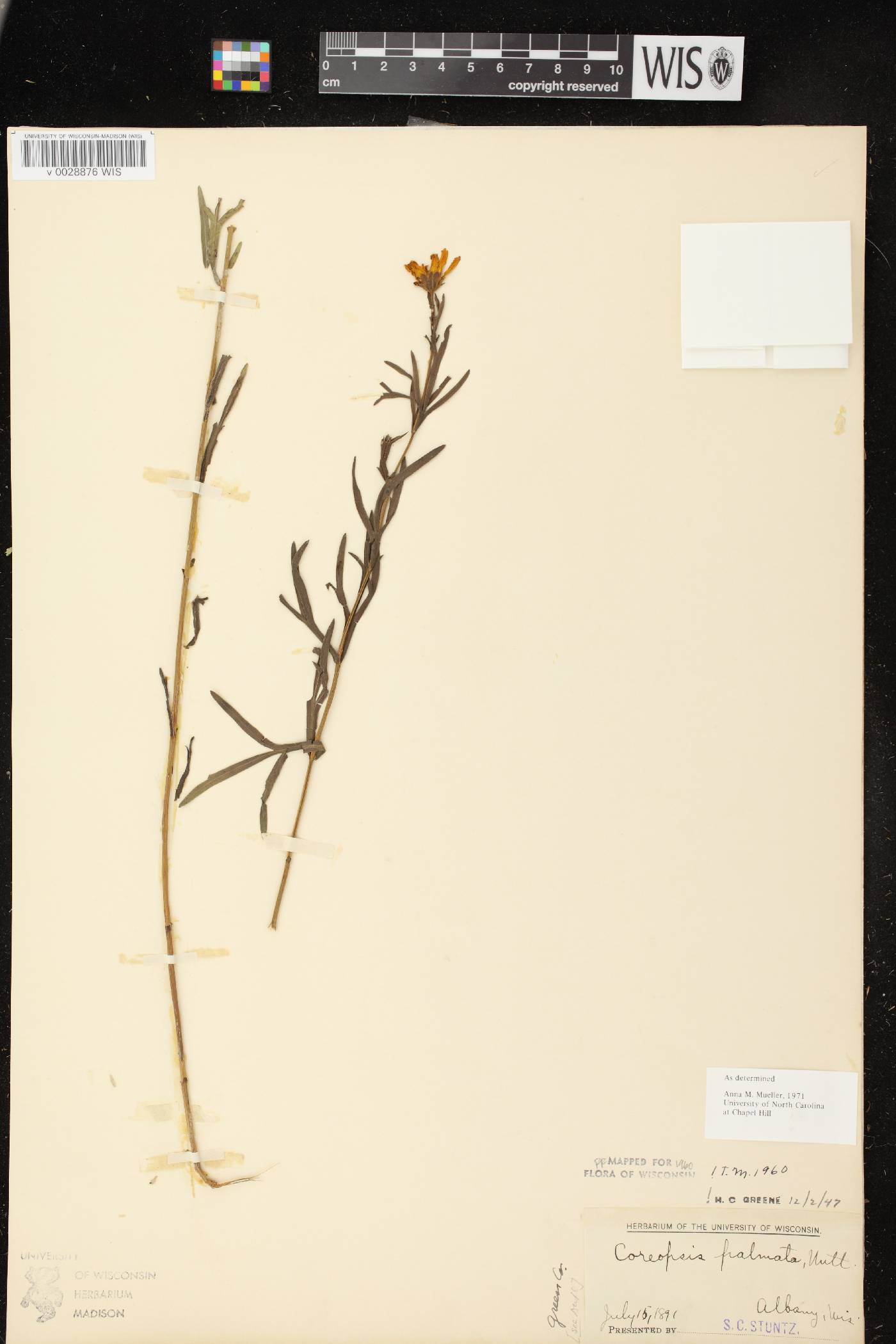 Coreopsis palmata image