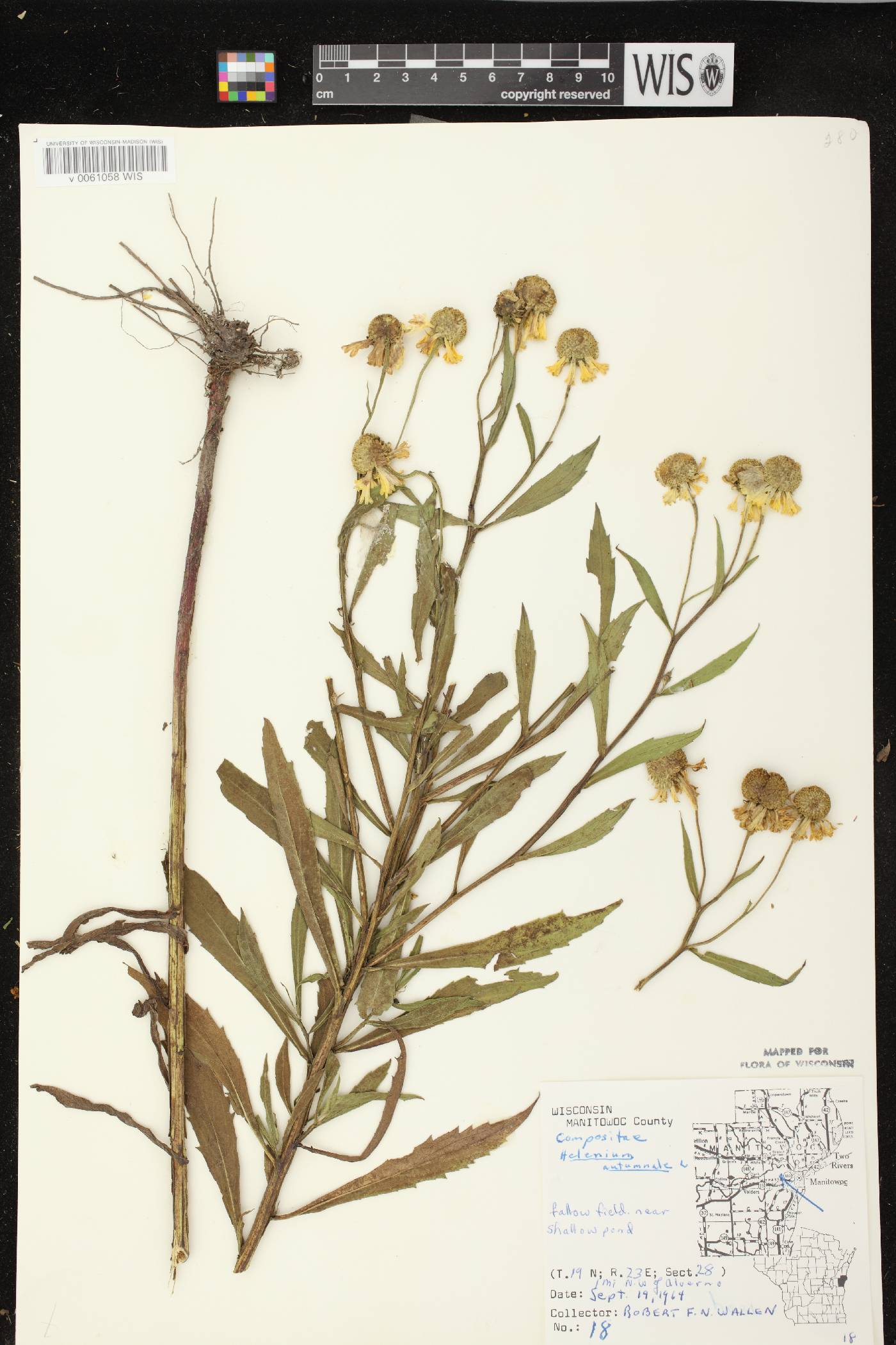 Helenium autumnale image