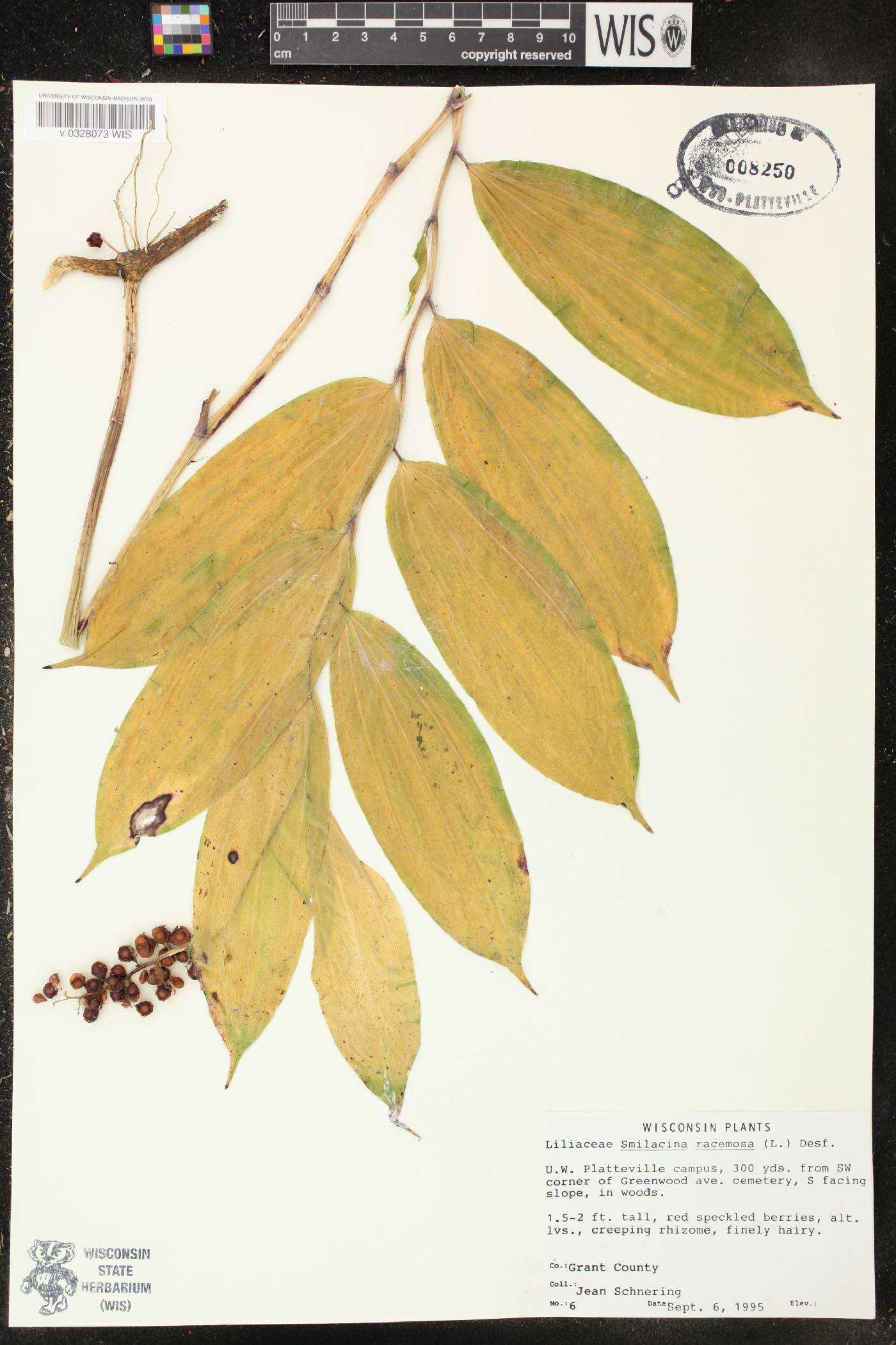 Maianthemum racemosum image